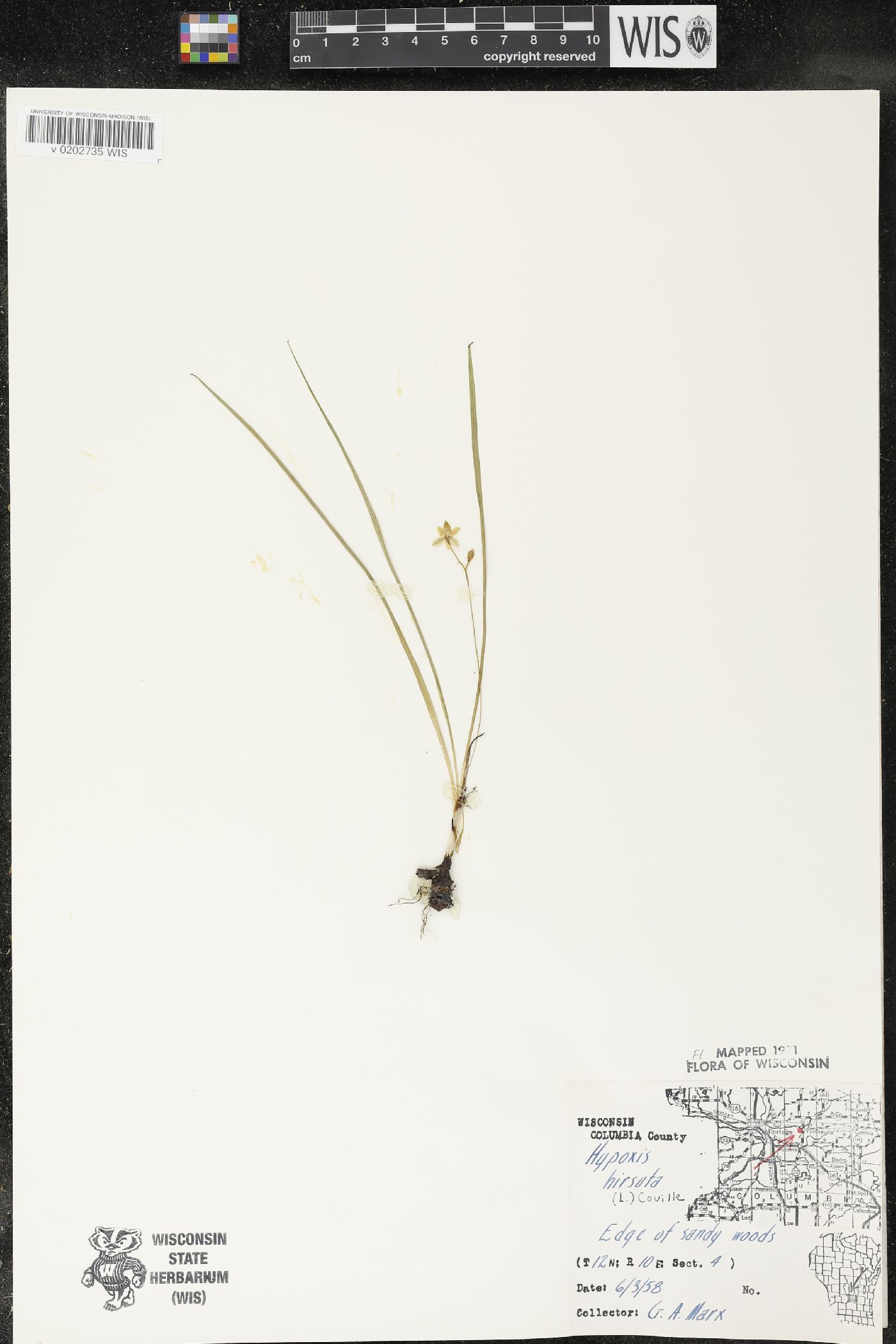 Hypoxis hirsuta image