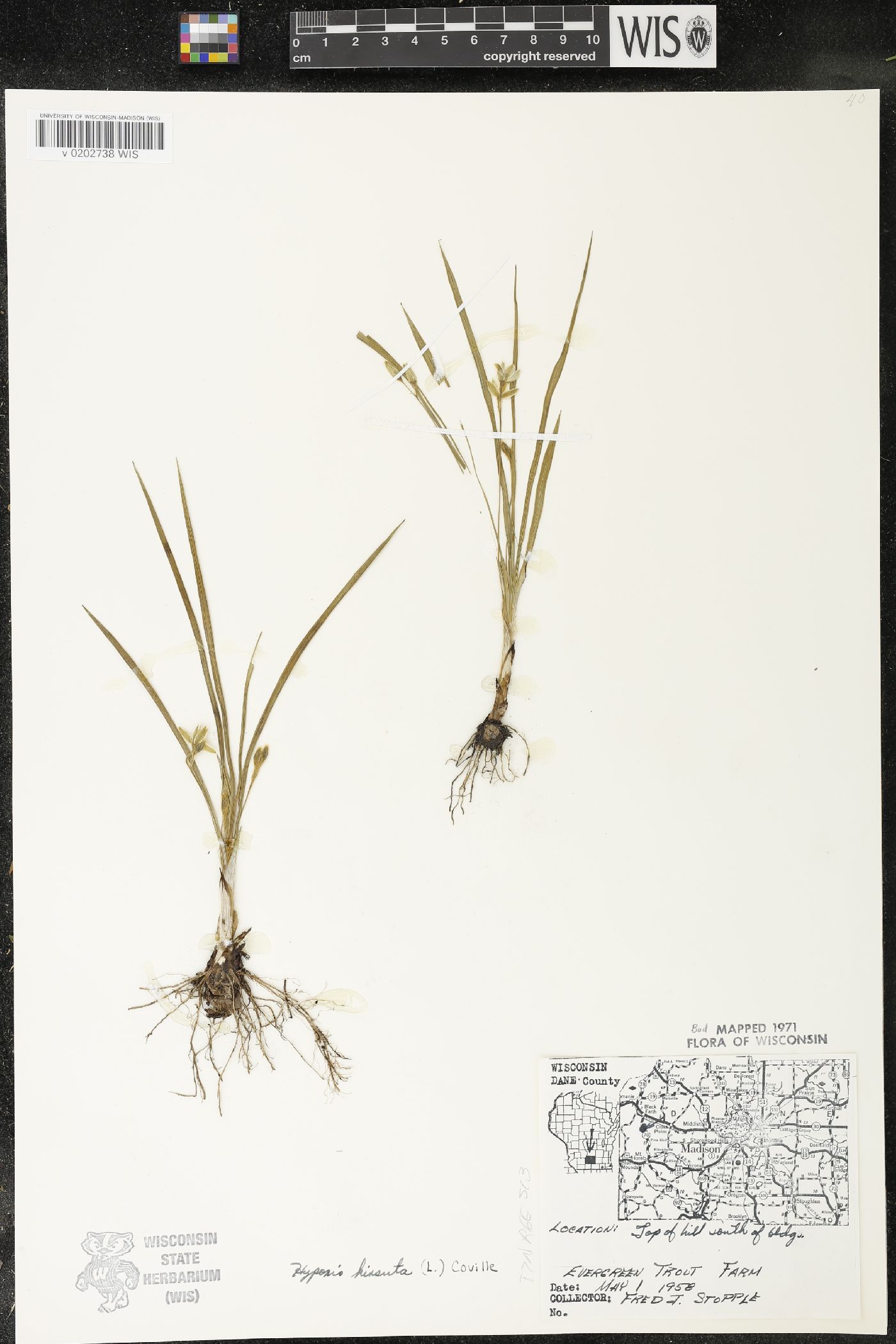 Hypoxis hirsuta image