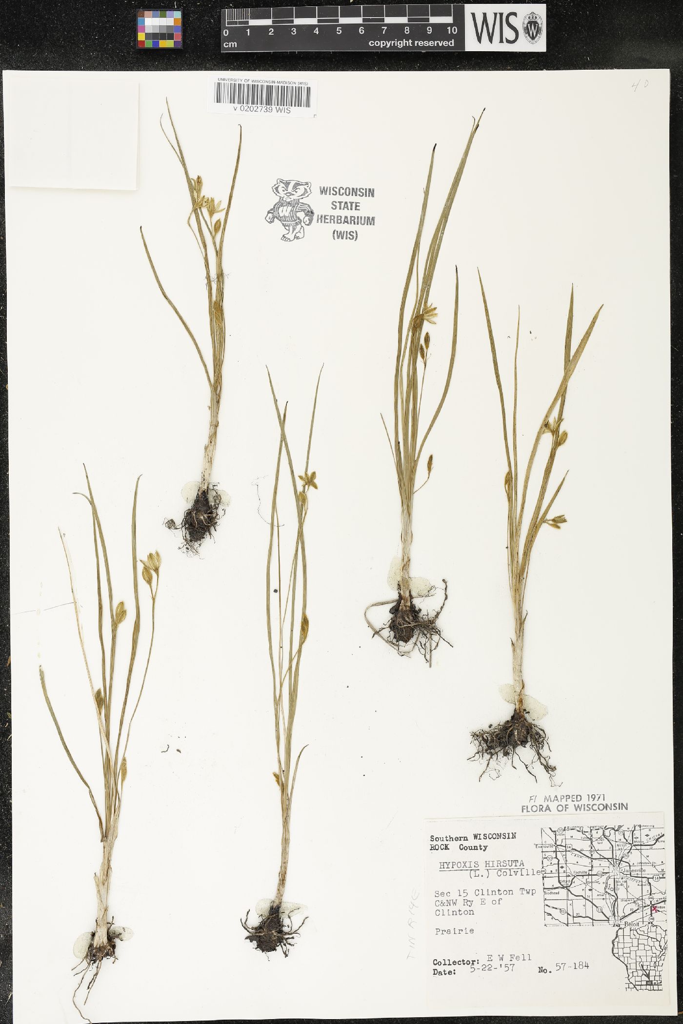 Hypoxis hirsuta image