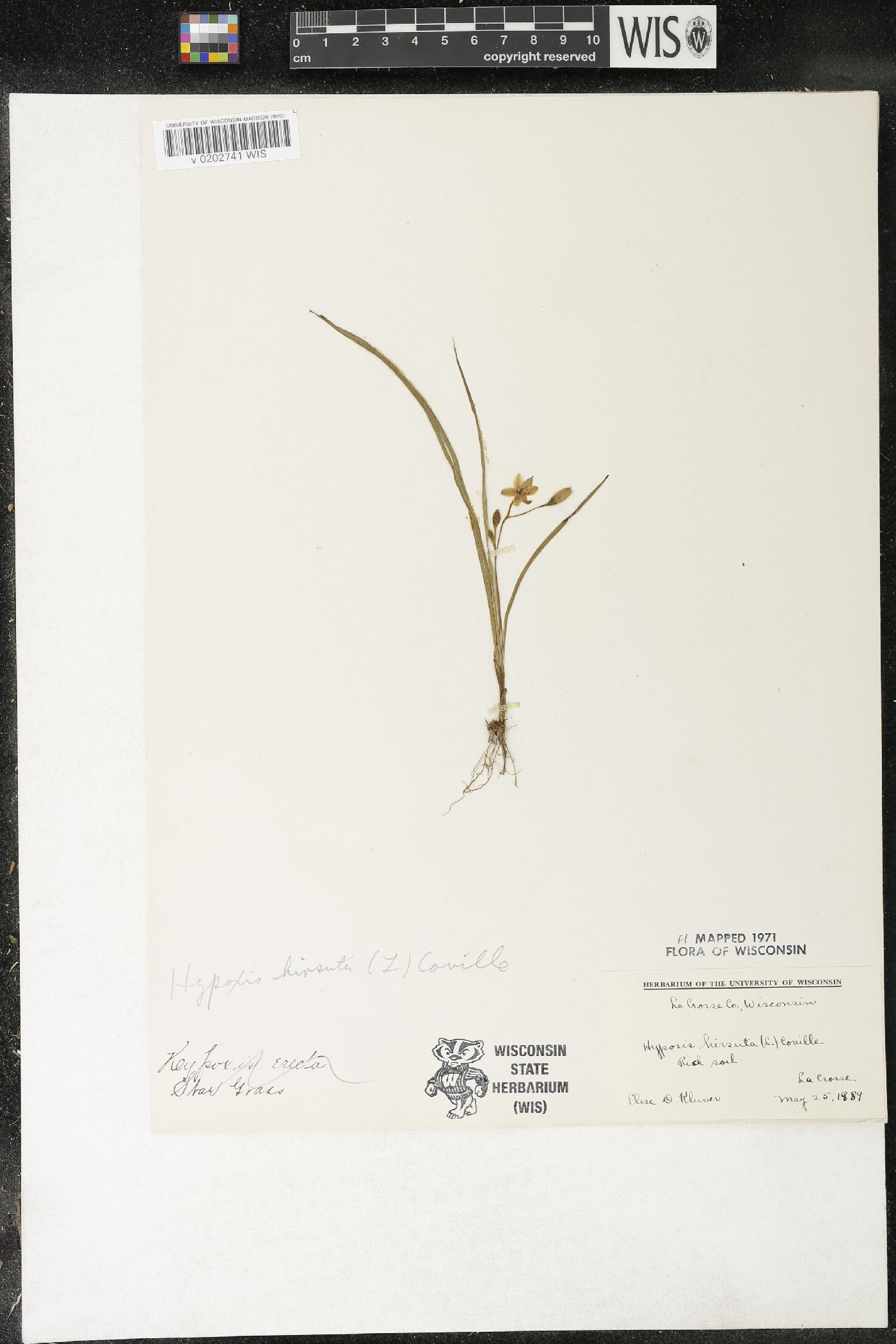 Hypoxis hirsuta image