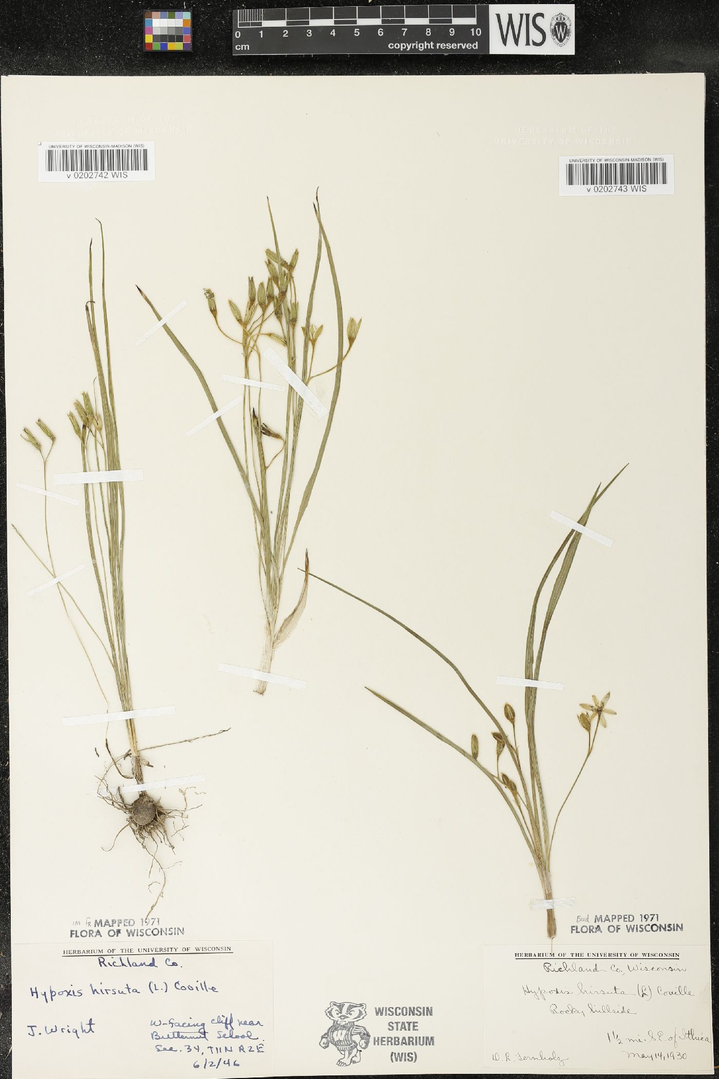 Hypoxis hirsuta image