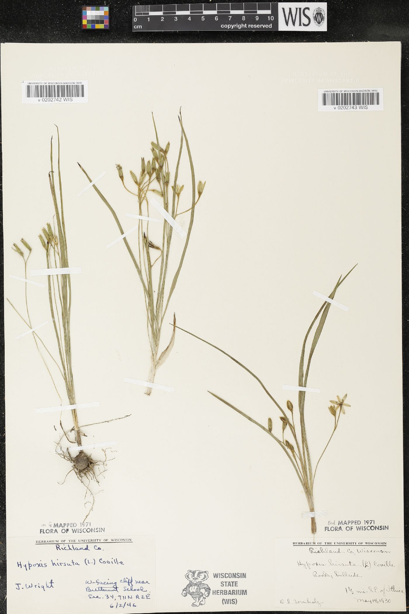 Hypoxis hirsuta image