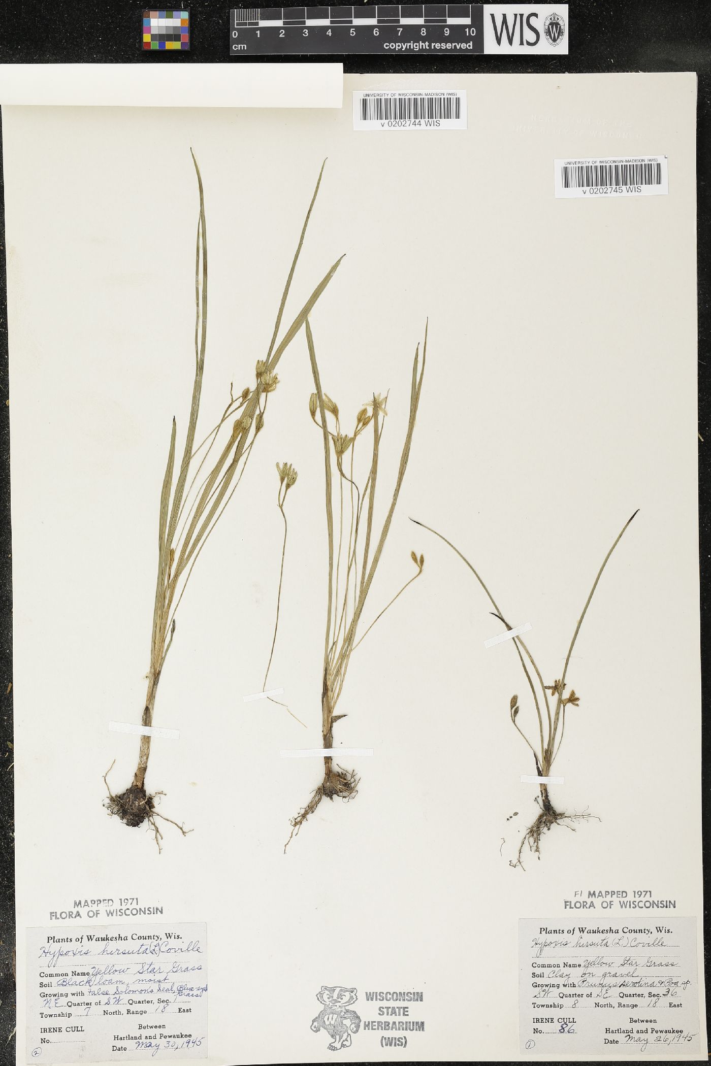 Hypoxis hirsuta image