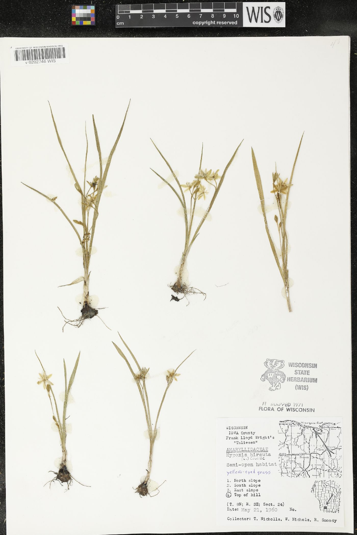 Hypoxis hirsuta image