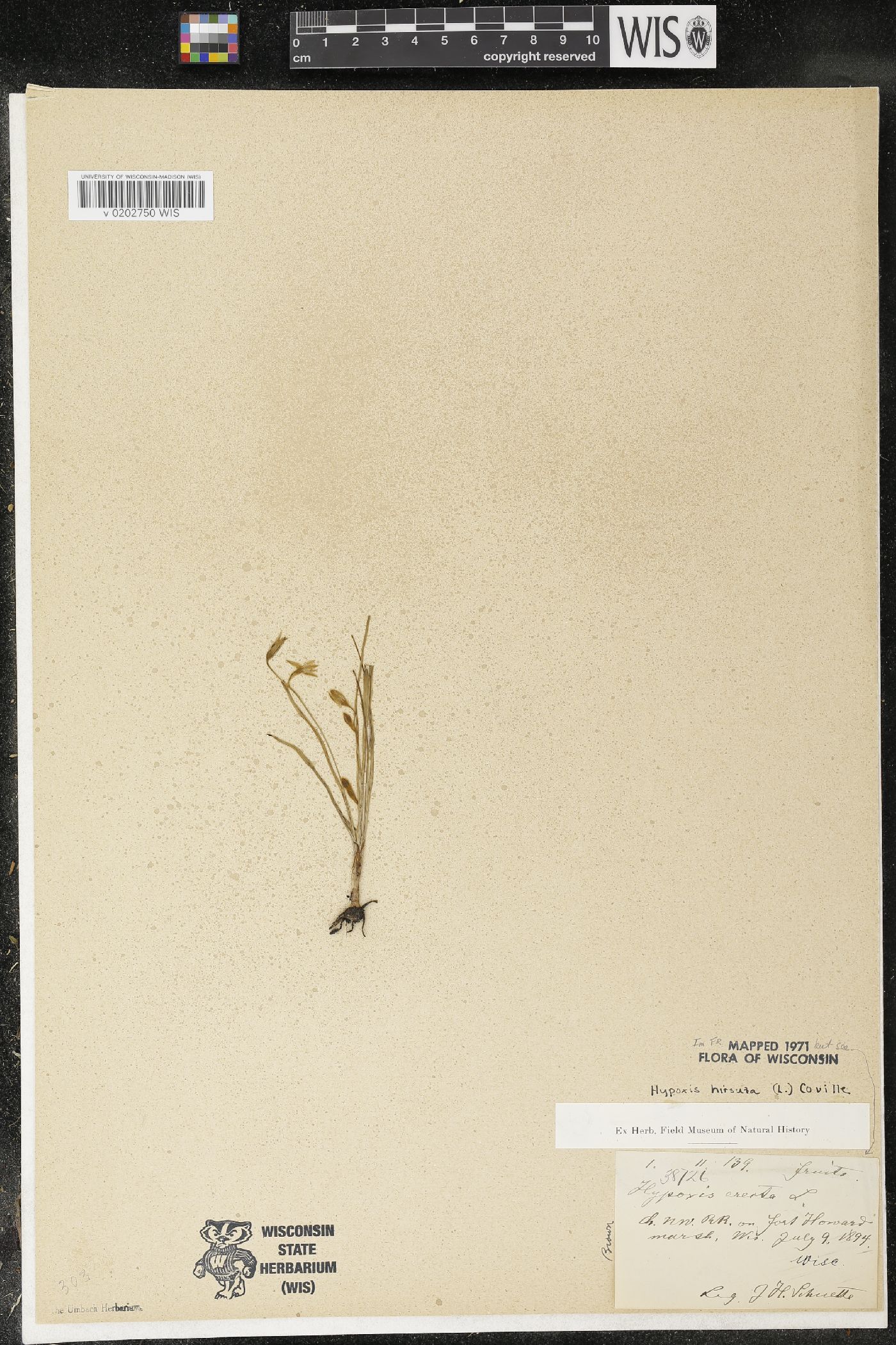 Hypoxis hirsuta image