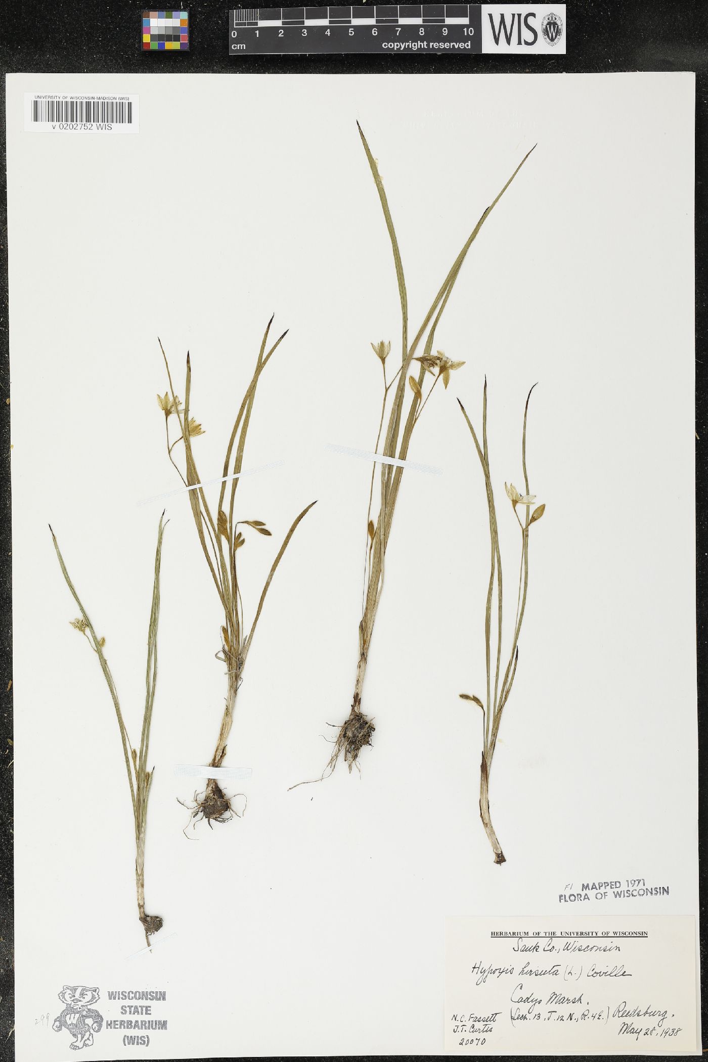 Hypoxis hirsuta image