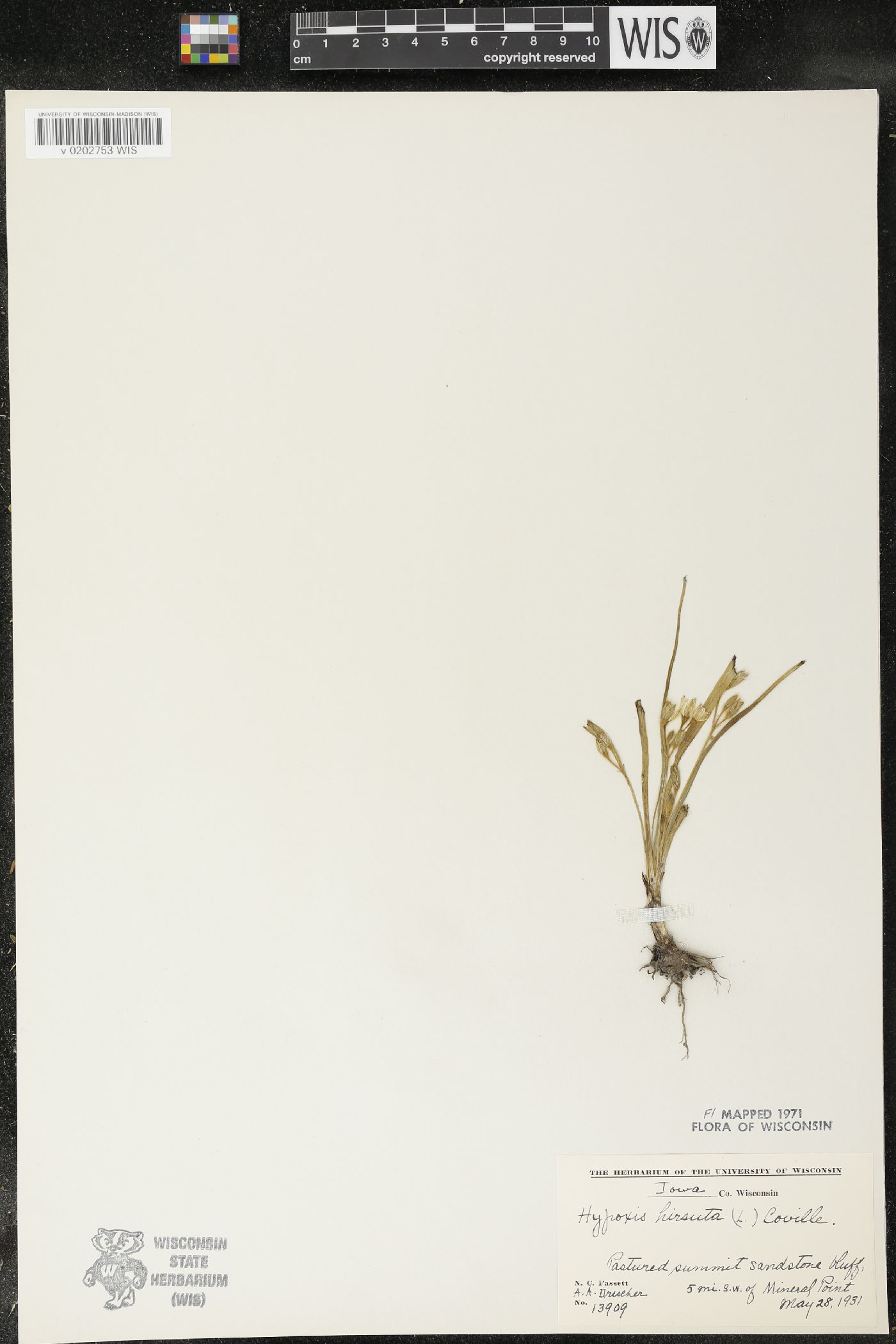 Hypoxis hirsuta image