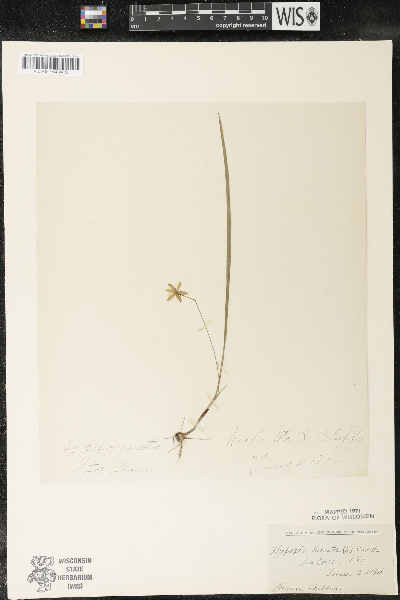 Hypoxis hirsuta image