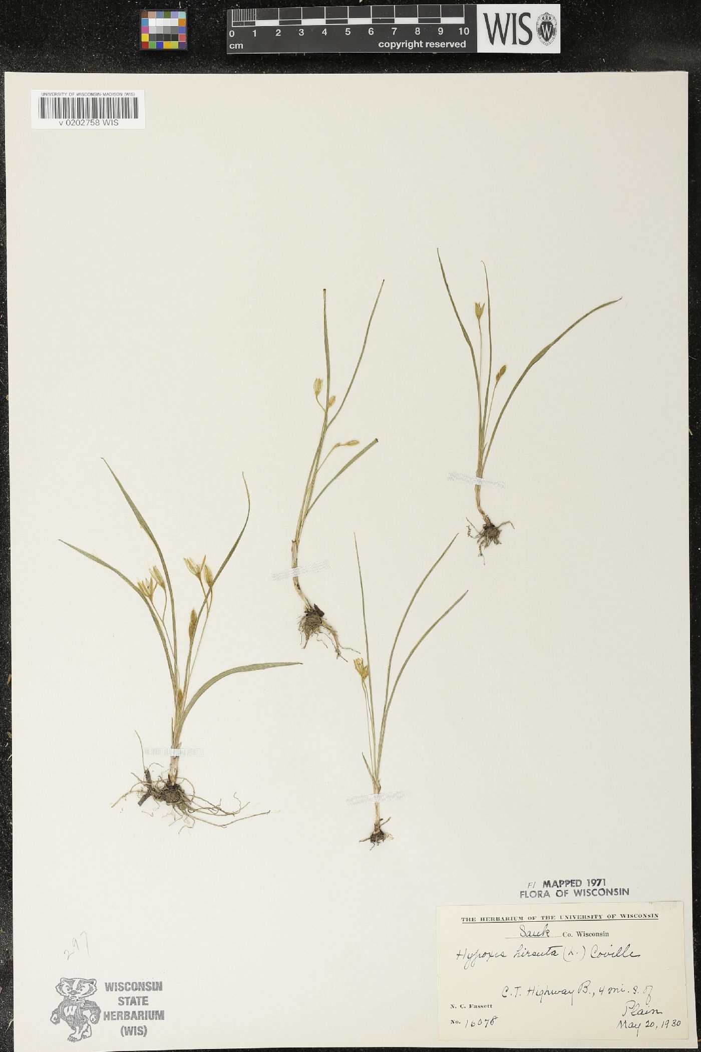 Hypoxis hirsuta image