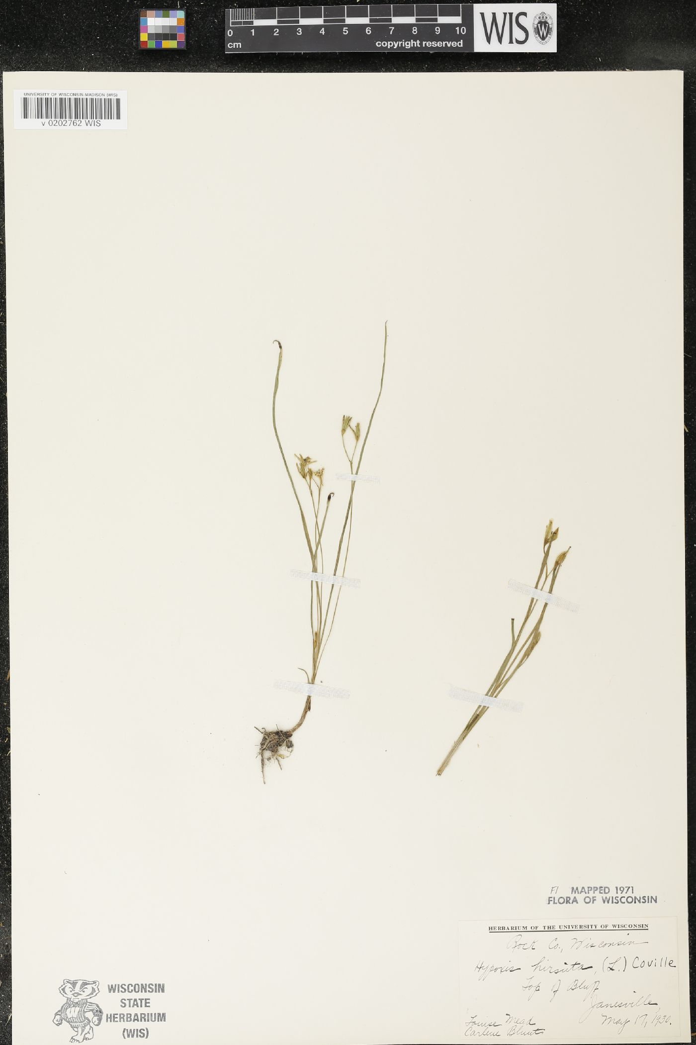 Hypoxis hirsuta image