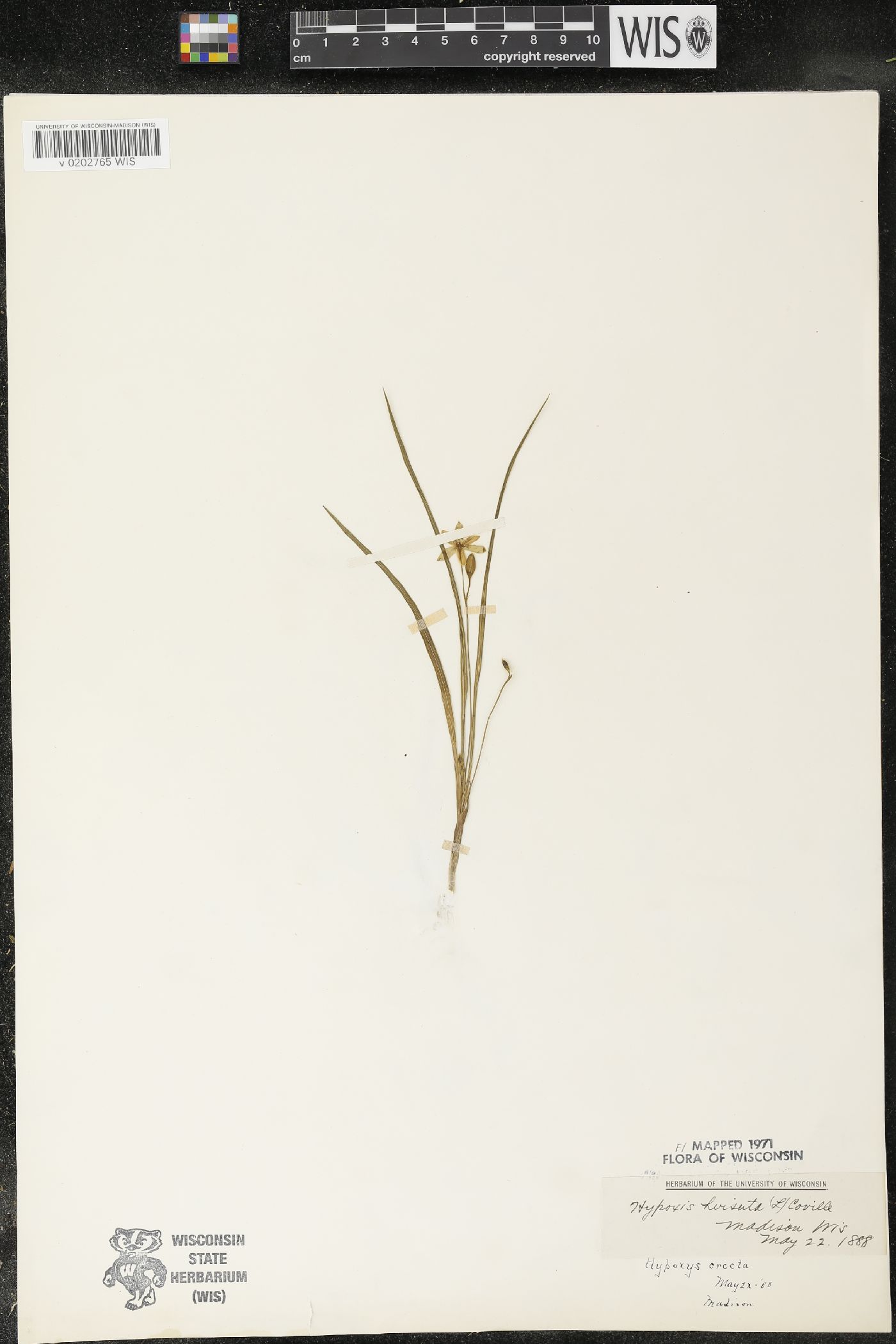 Hypoxis hirsuta image
