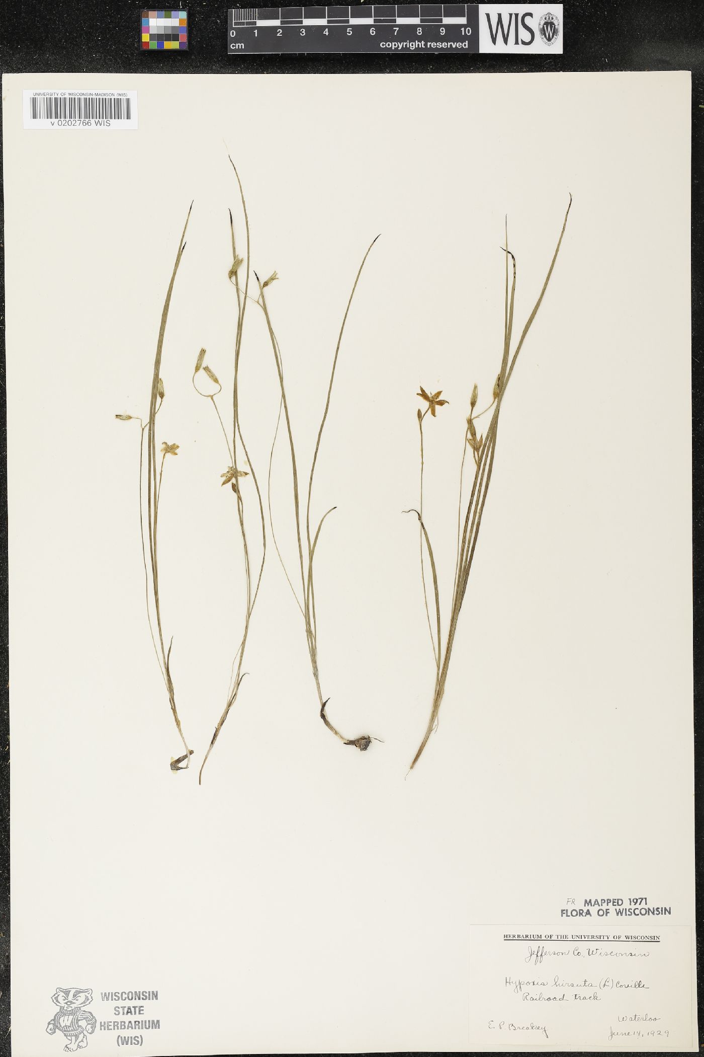 Hypoxis hirsuta image
