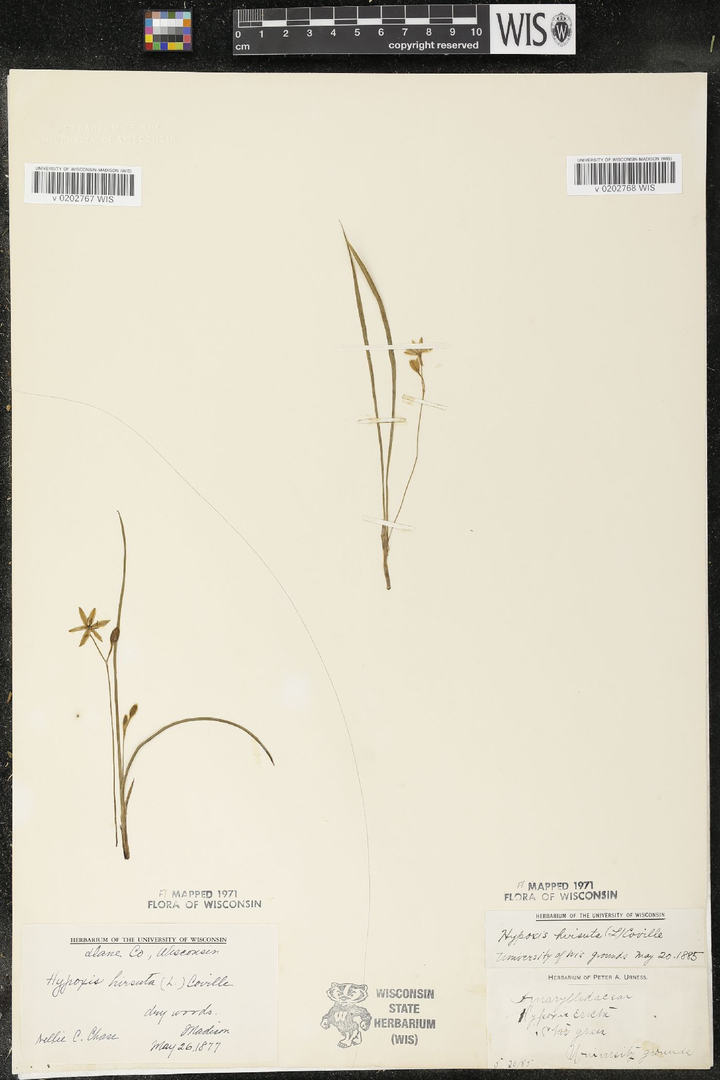Hypoxis hirsuta image