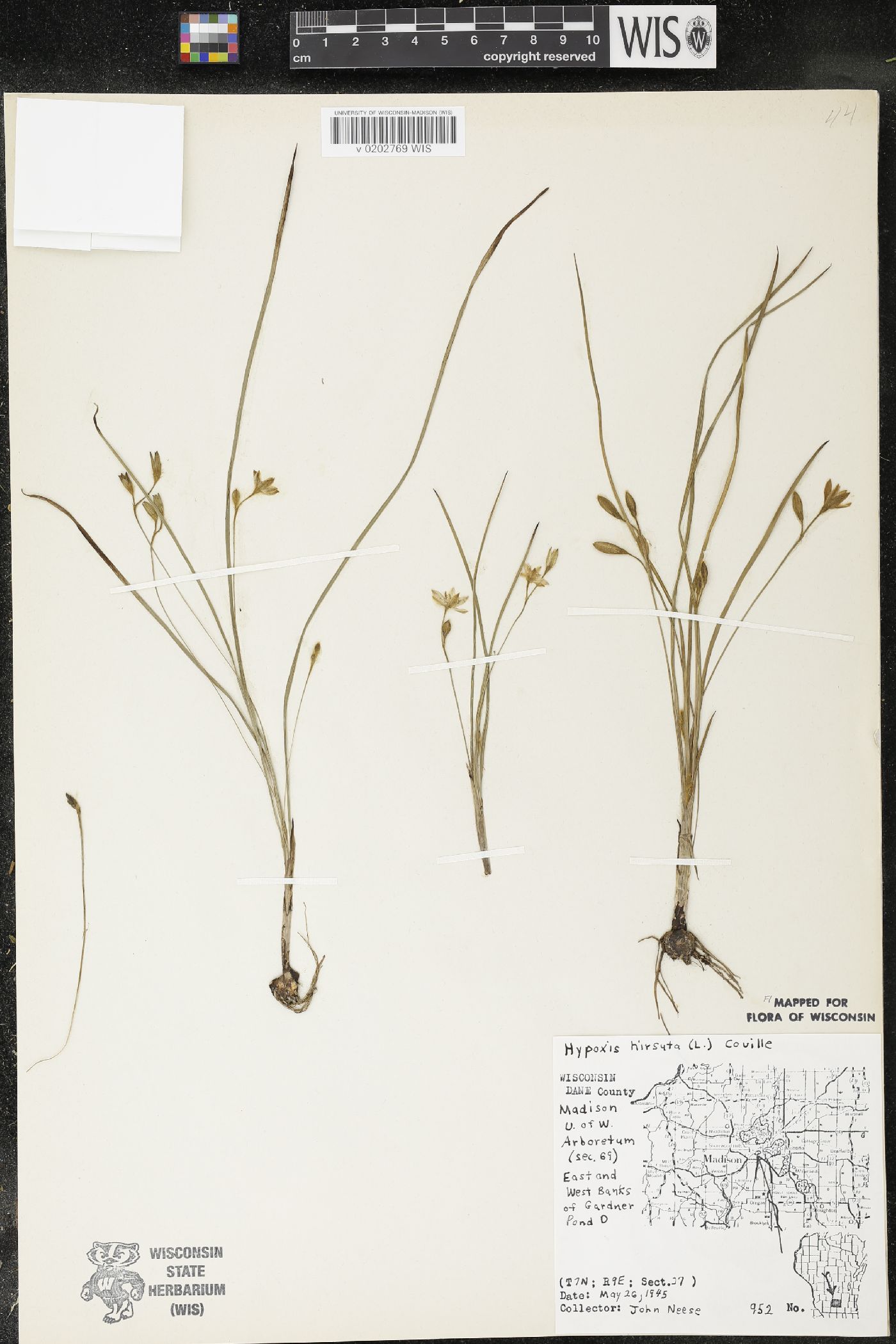 Hypoxis hirsuta image