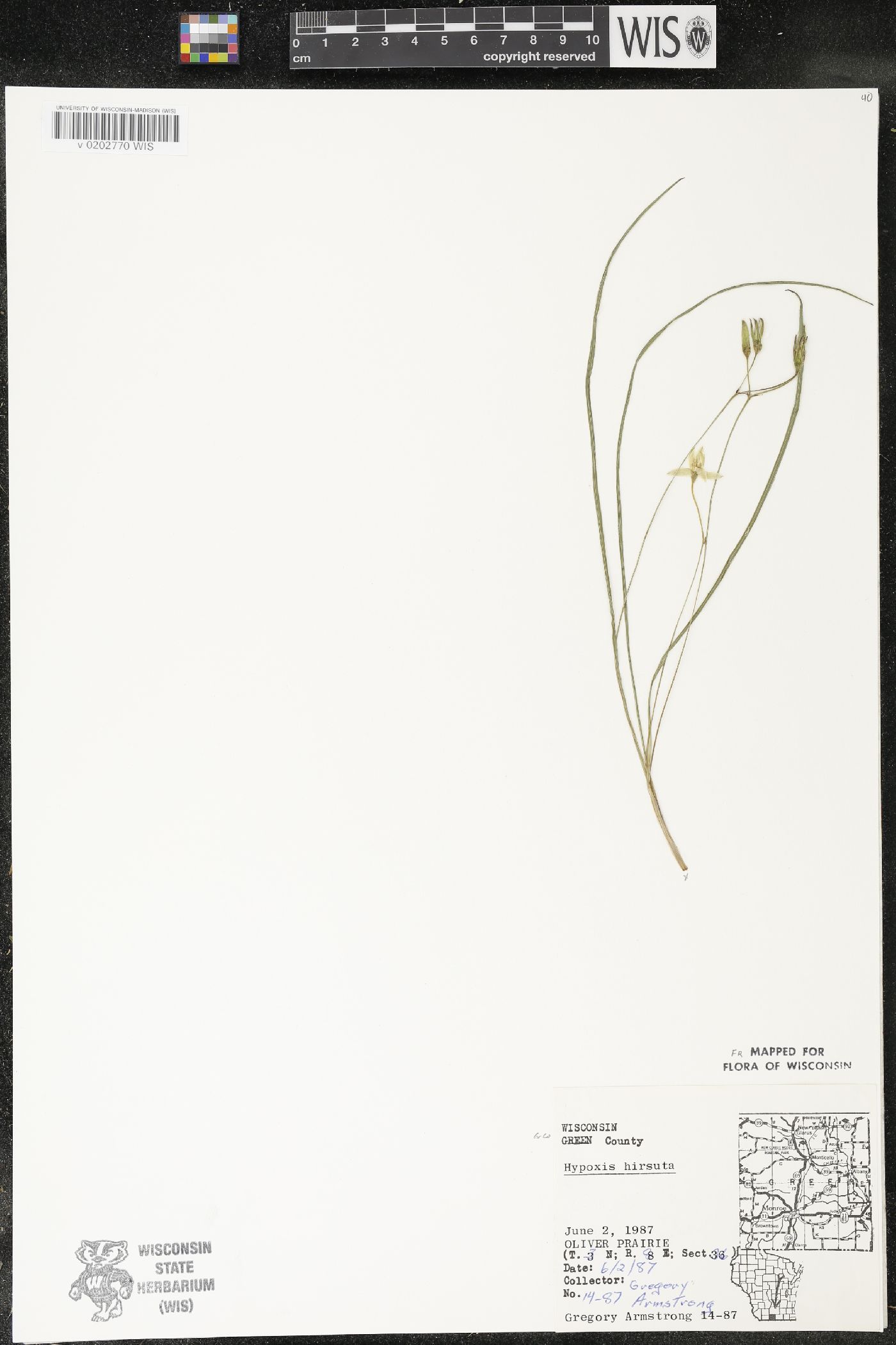 Hypoxis hirsuta image