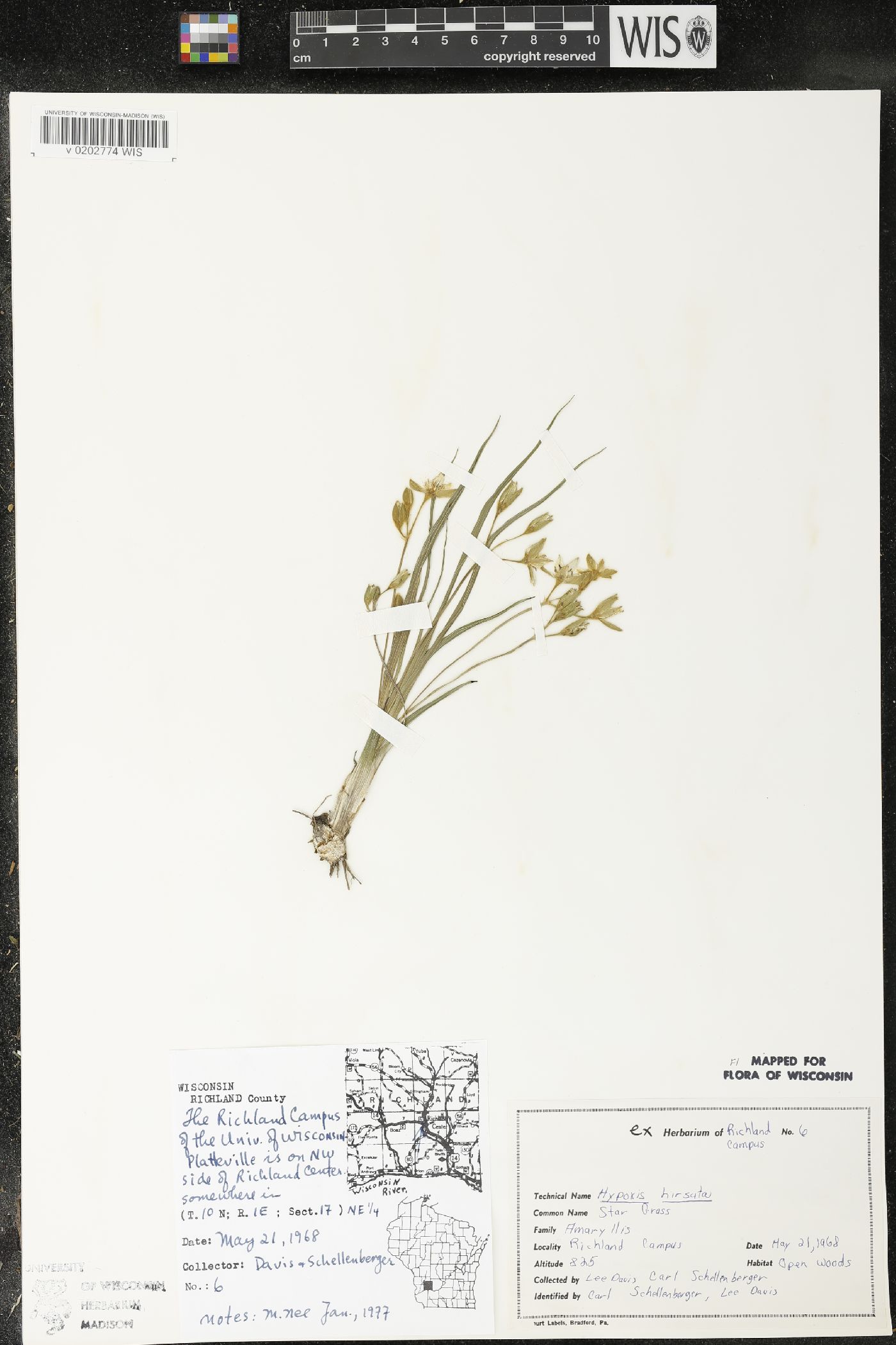 Hypoxis hirsuta image