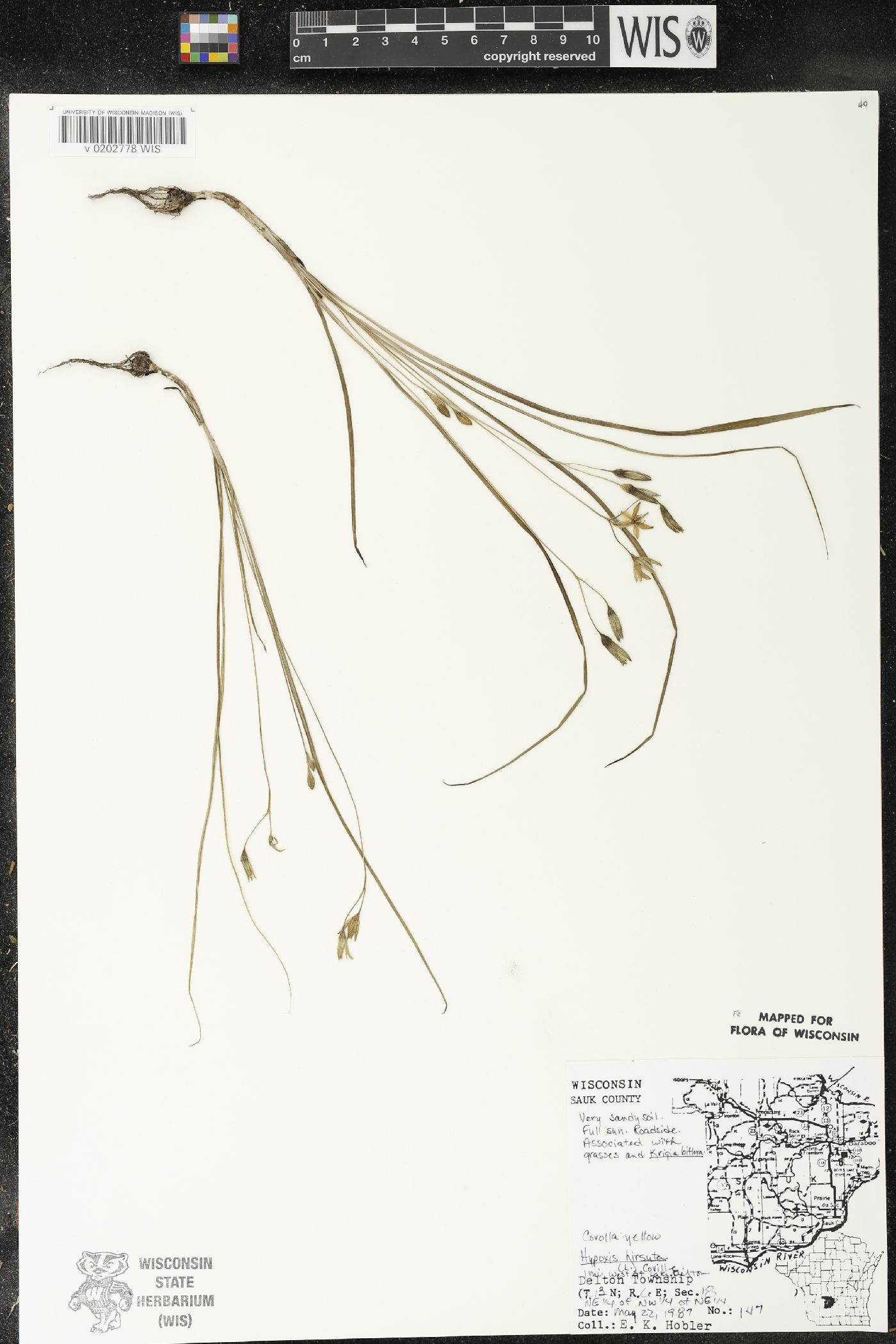 Hypoxis hirsuta image