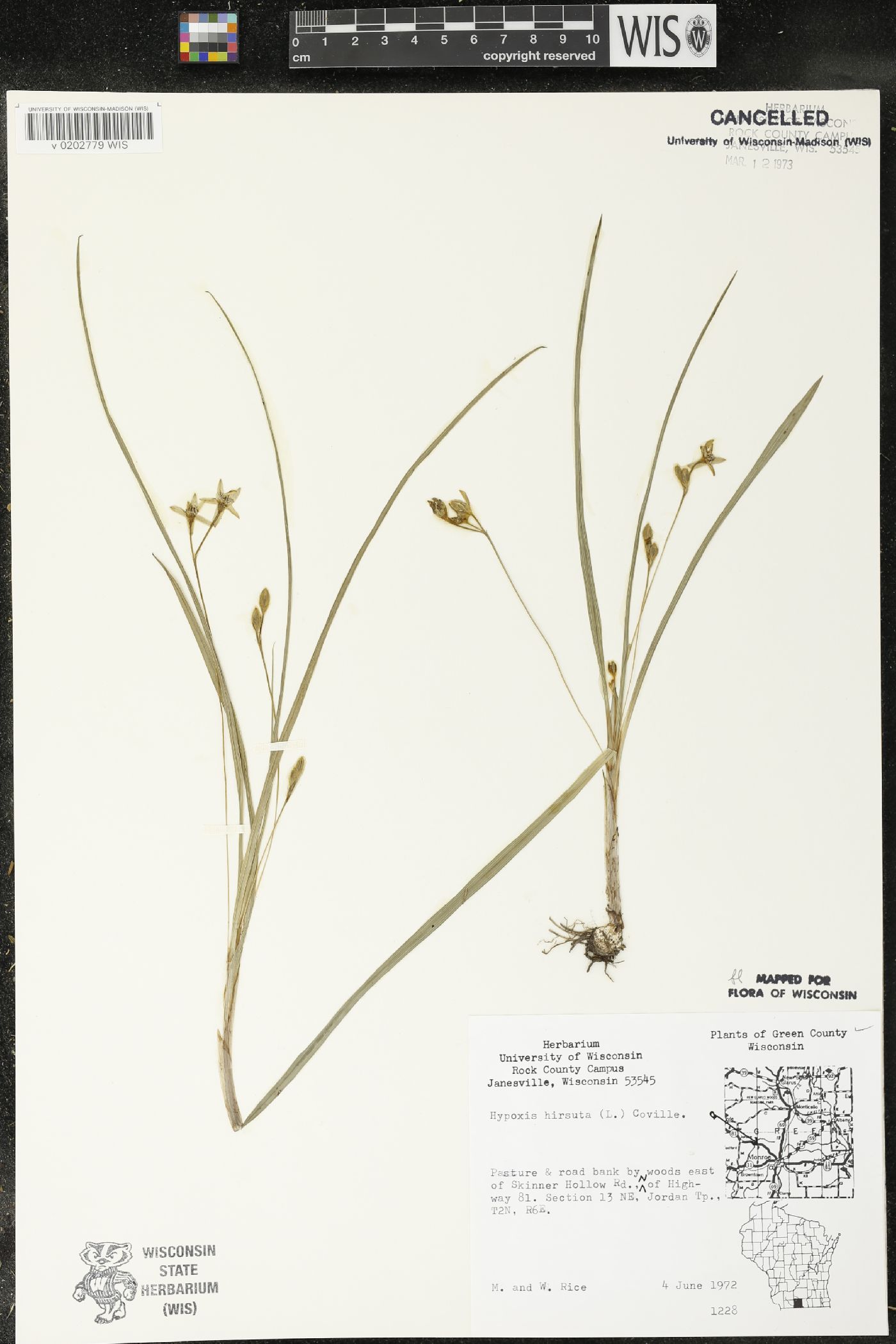 Hypoxis hirsuta image