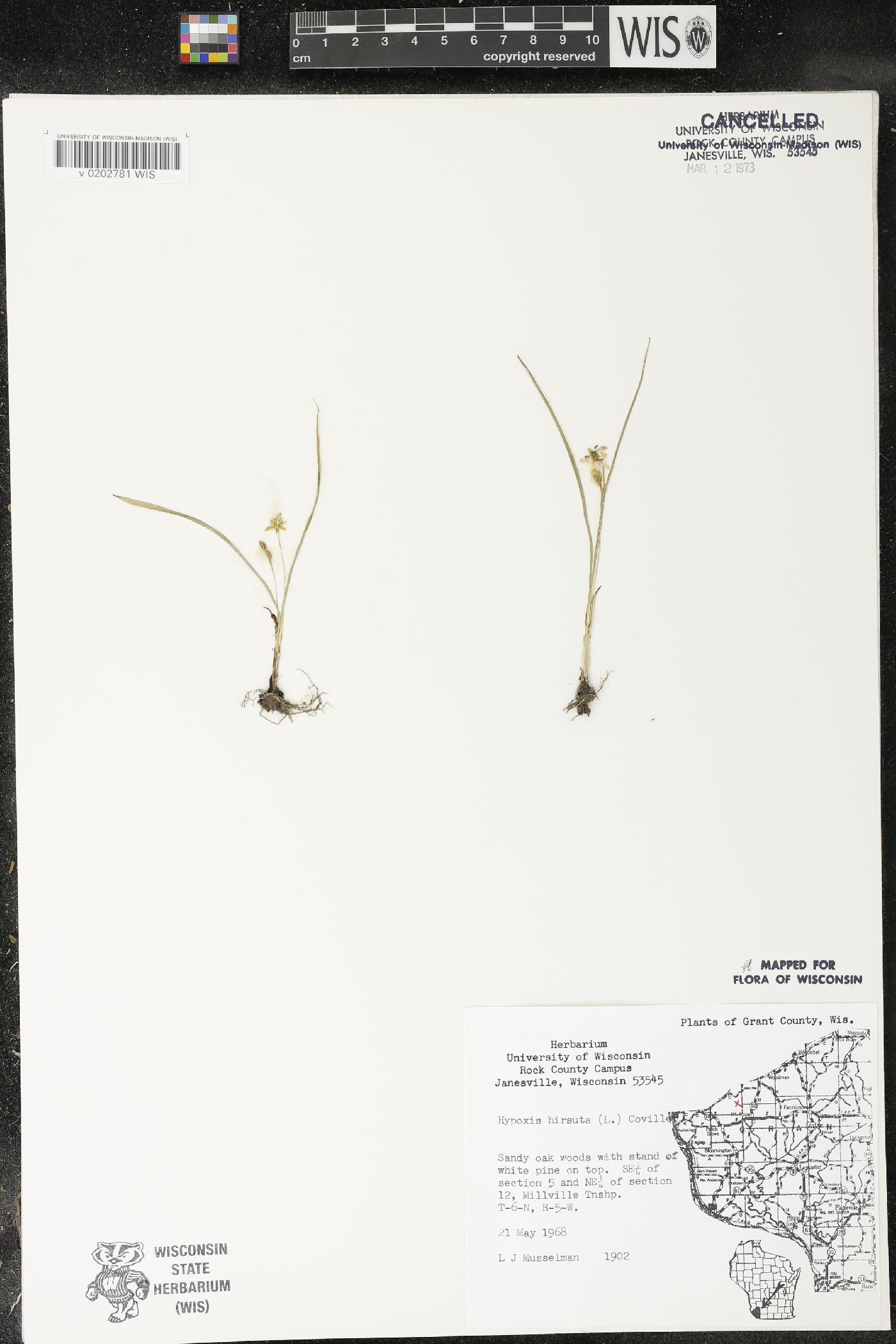 Hypoxis hirsuta image
