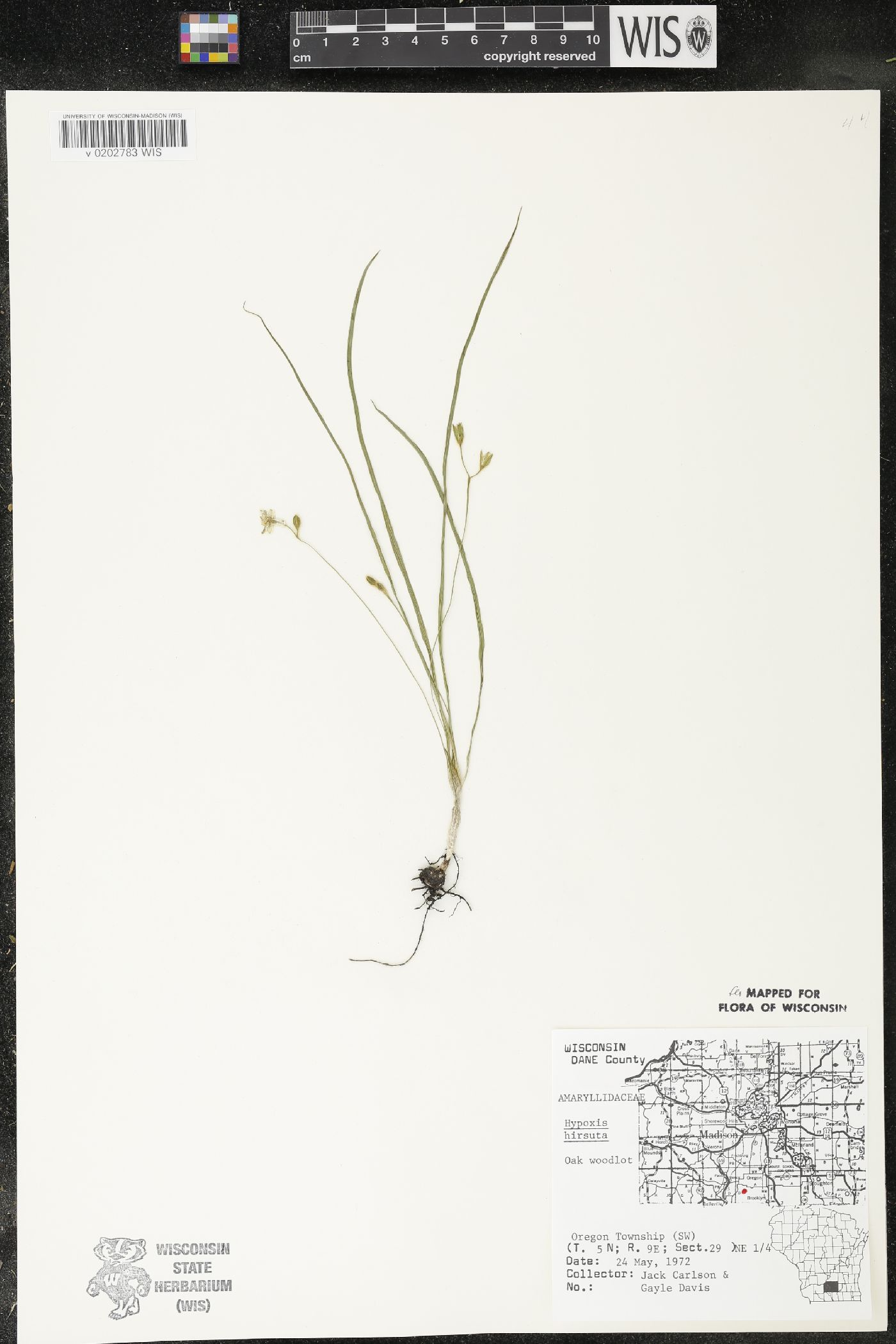 Hypoxis hirsuta image