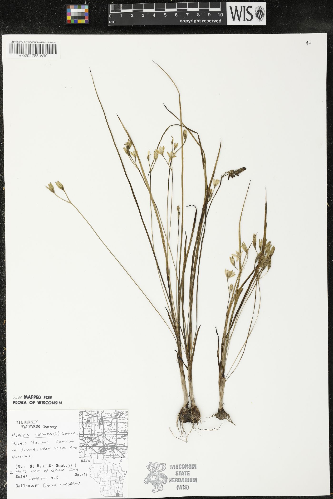 Hypoxis hirsuta image