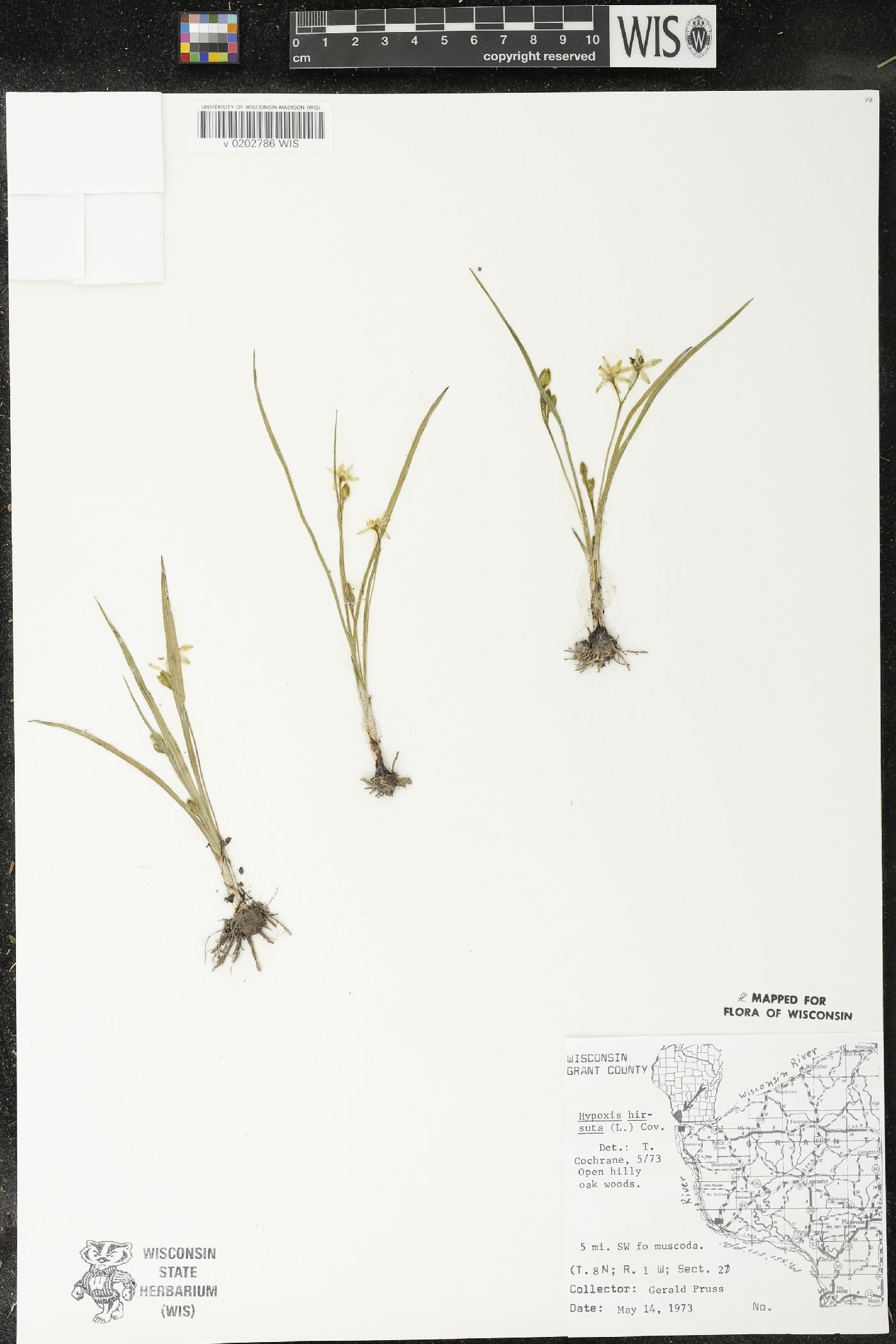 Hypoxis hirsuta image