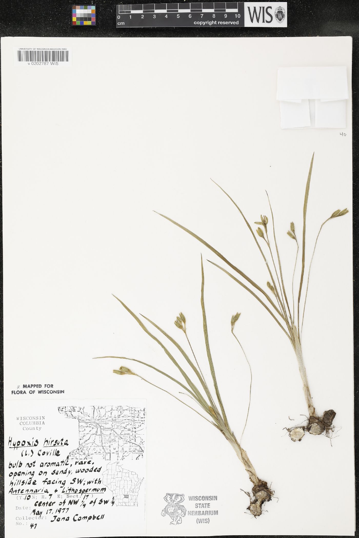 Hypoxis hirsuta image