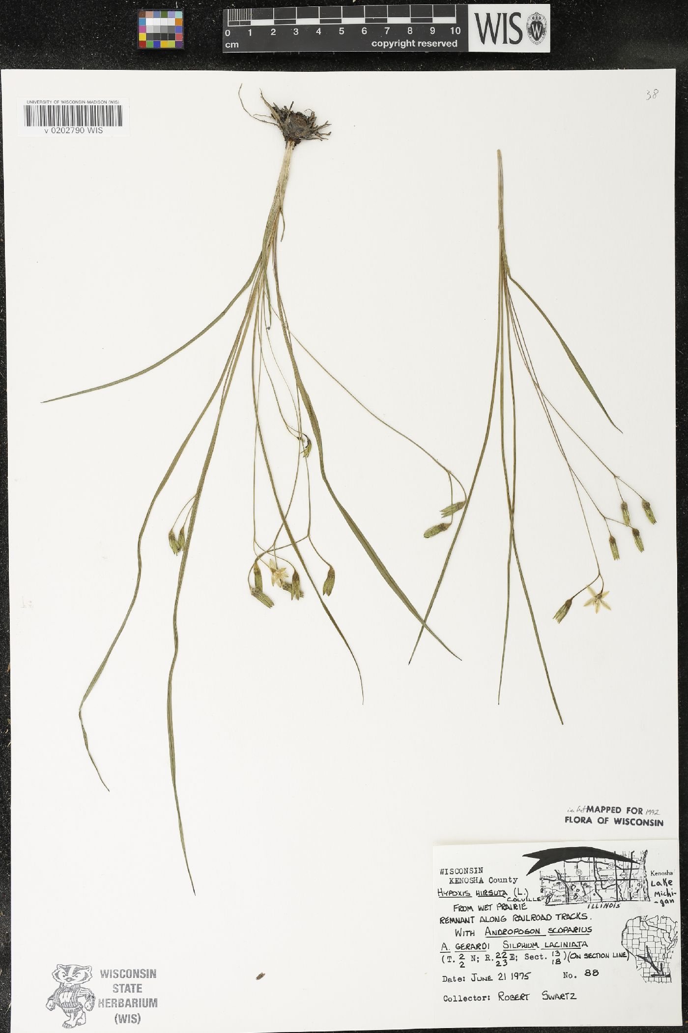Hypoxis hirsuta image