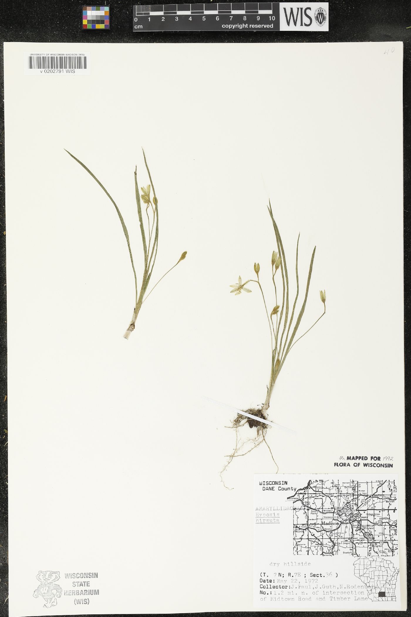 Hypoxis hirsuta image