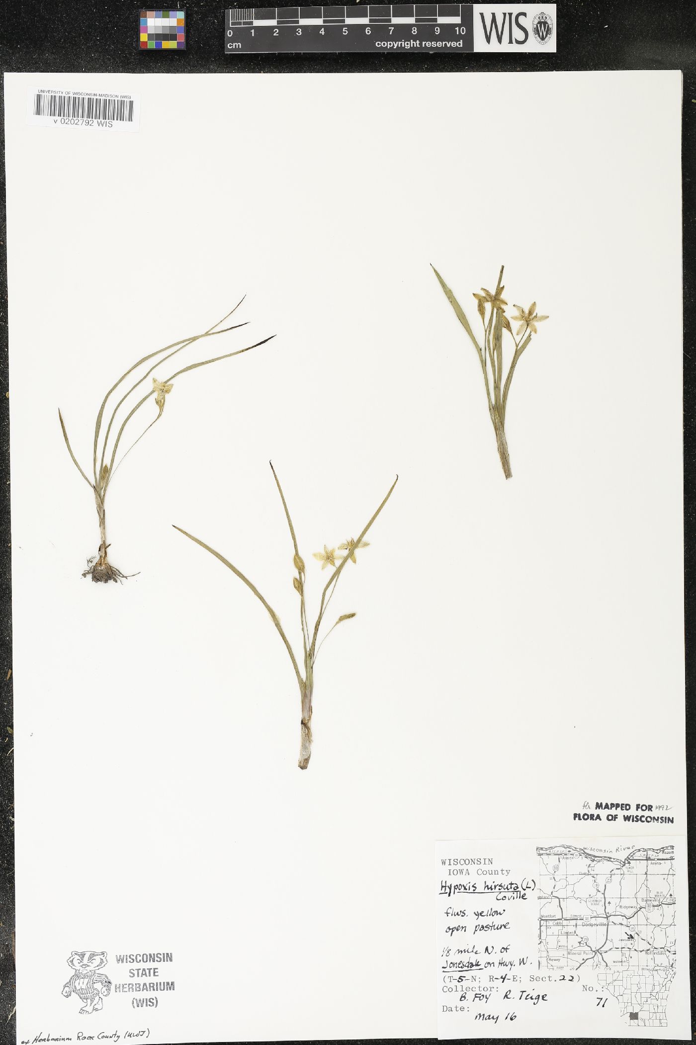 Hypoxis hirsuta image