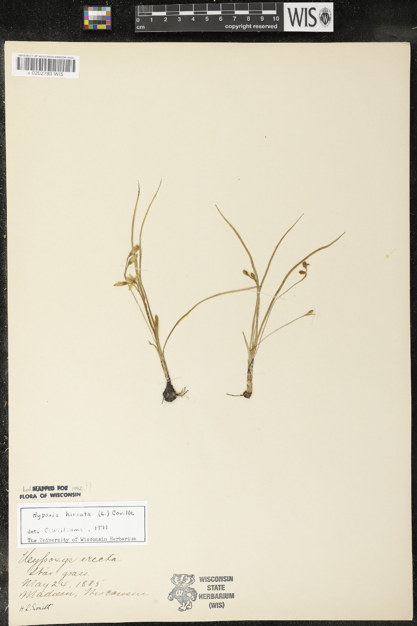 Hypoxis hirsuta image