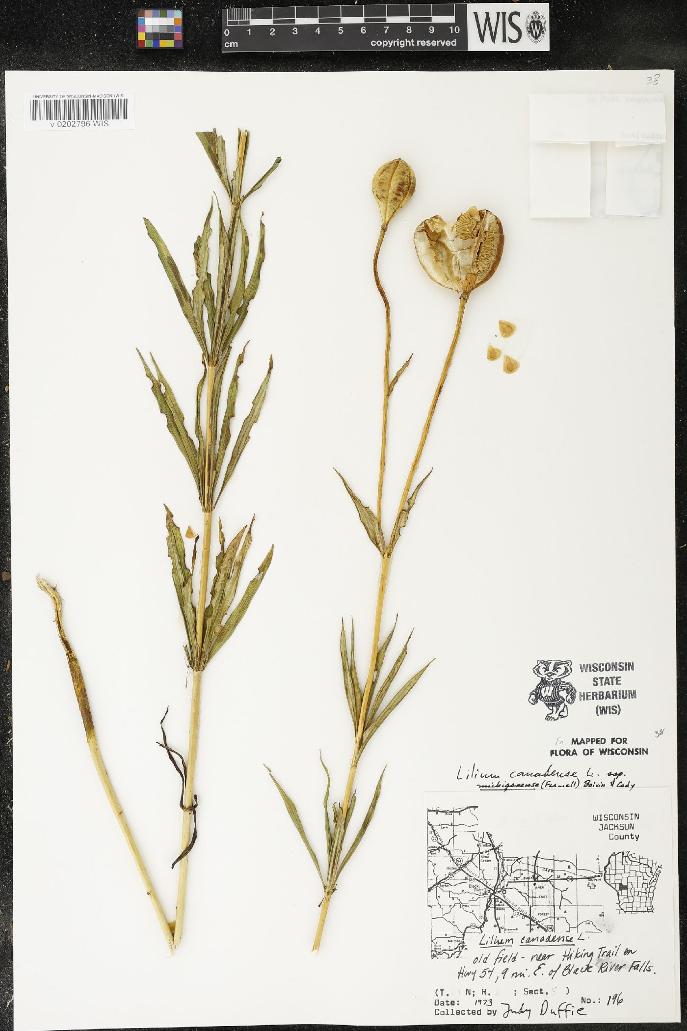 Lilium michiganense image