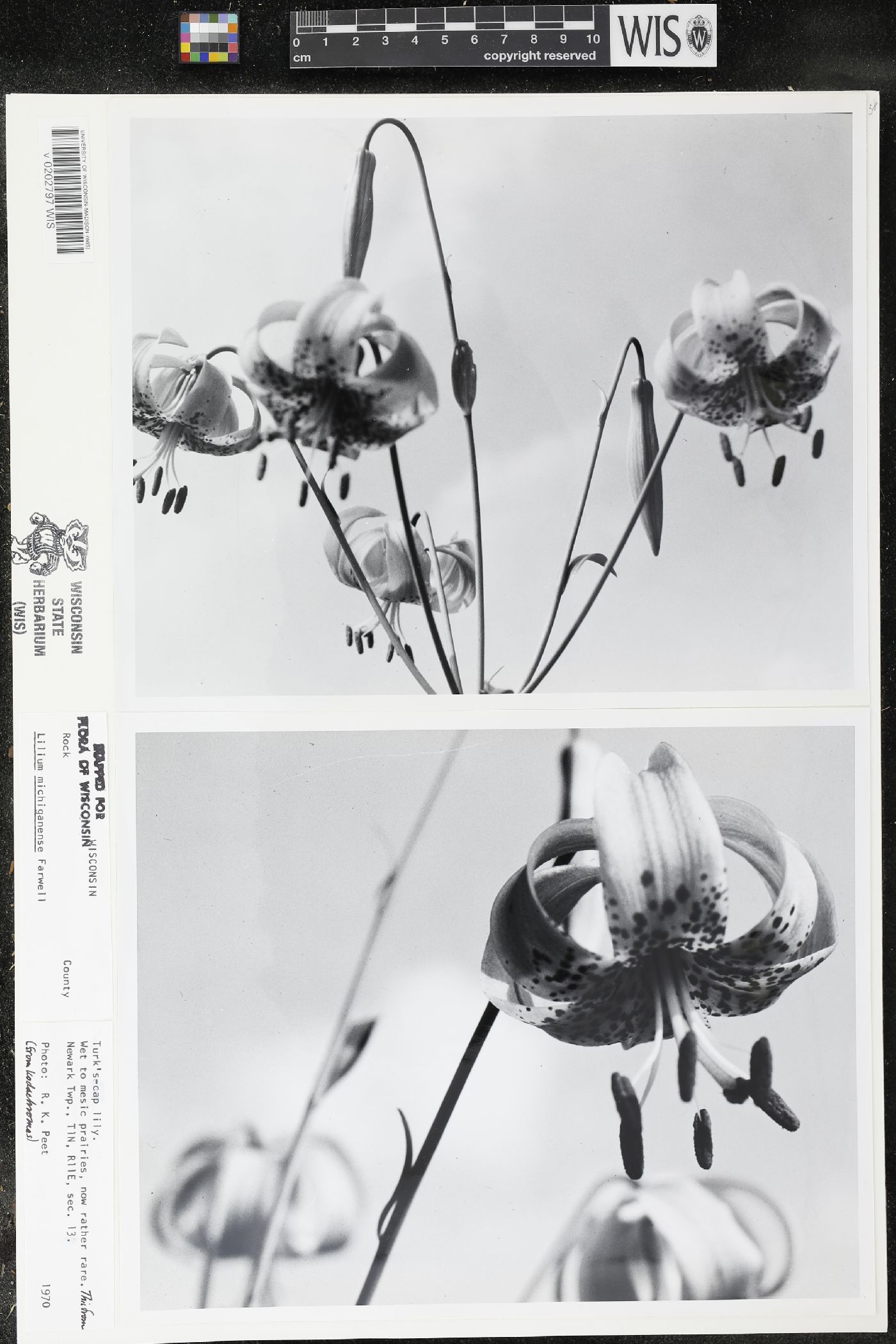 Lilium michiganense image