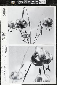 Lilium michiganense image