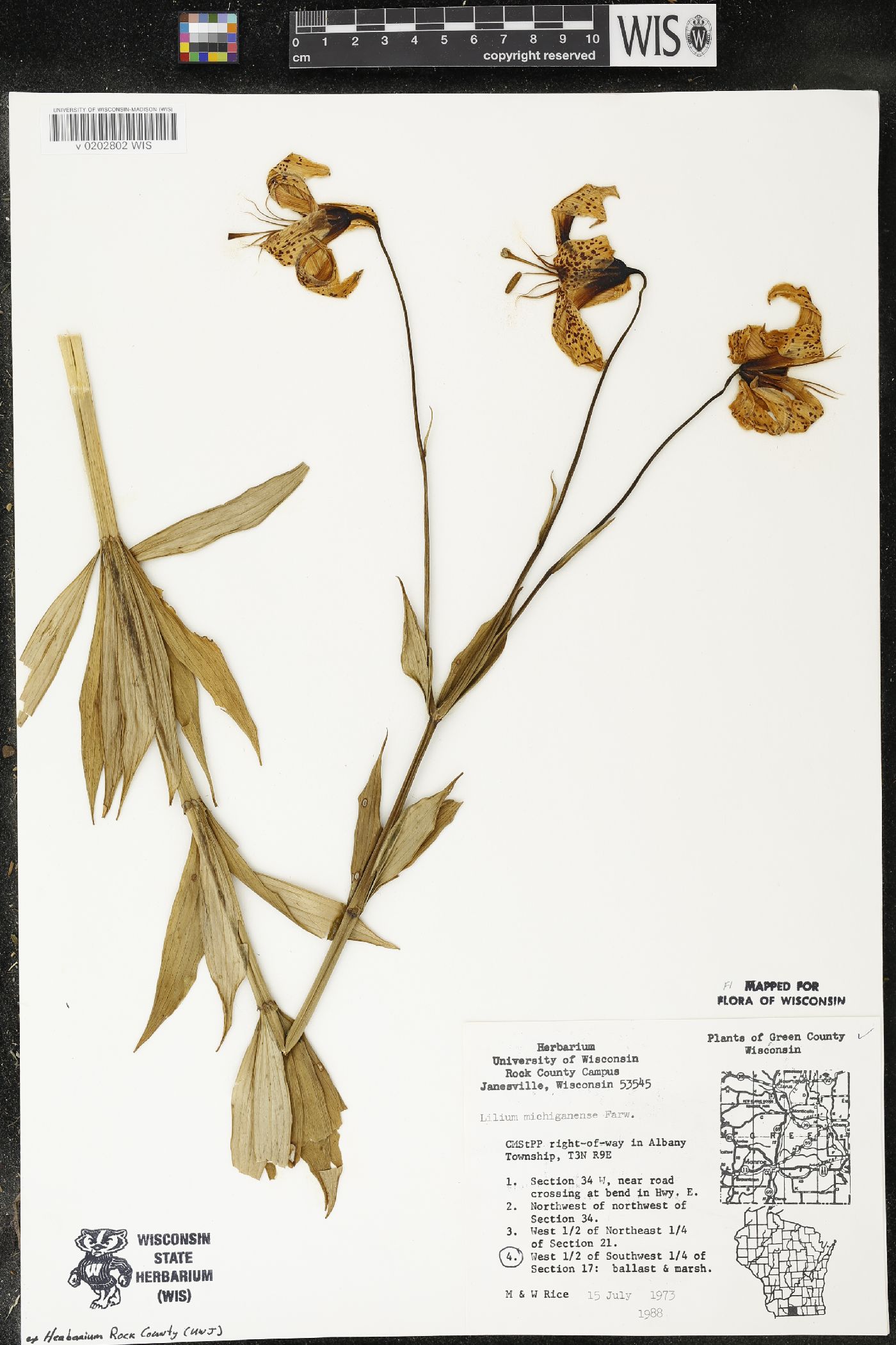 Lilium michiganense image