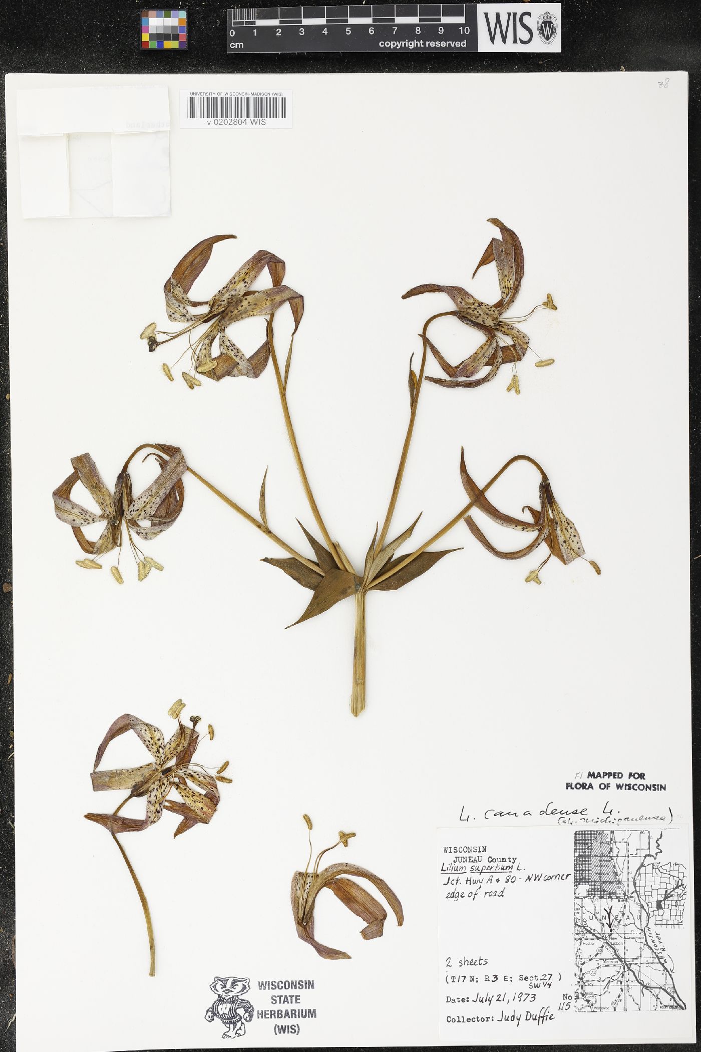 Lilium michiganense image
