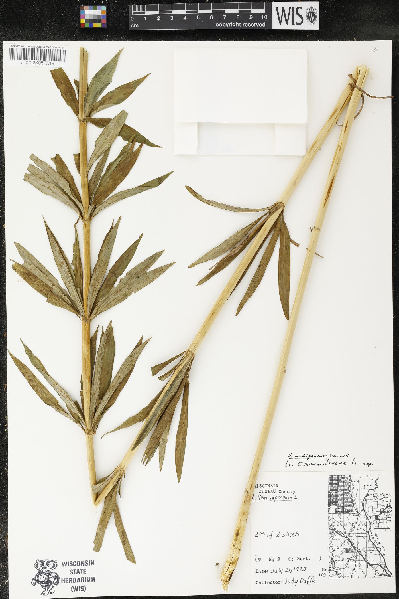 Lilium michiganense image