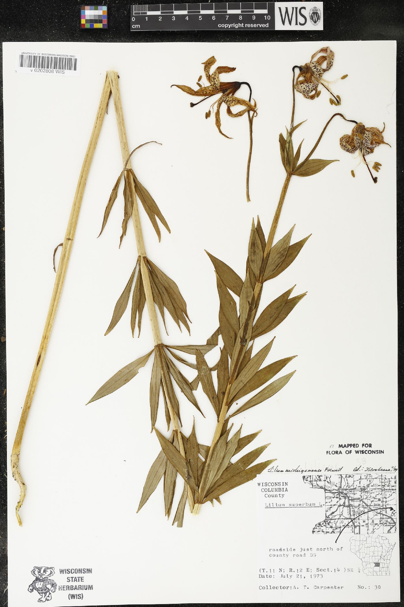 Lilium michiganense image