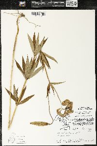 Lilium michiganense image