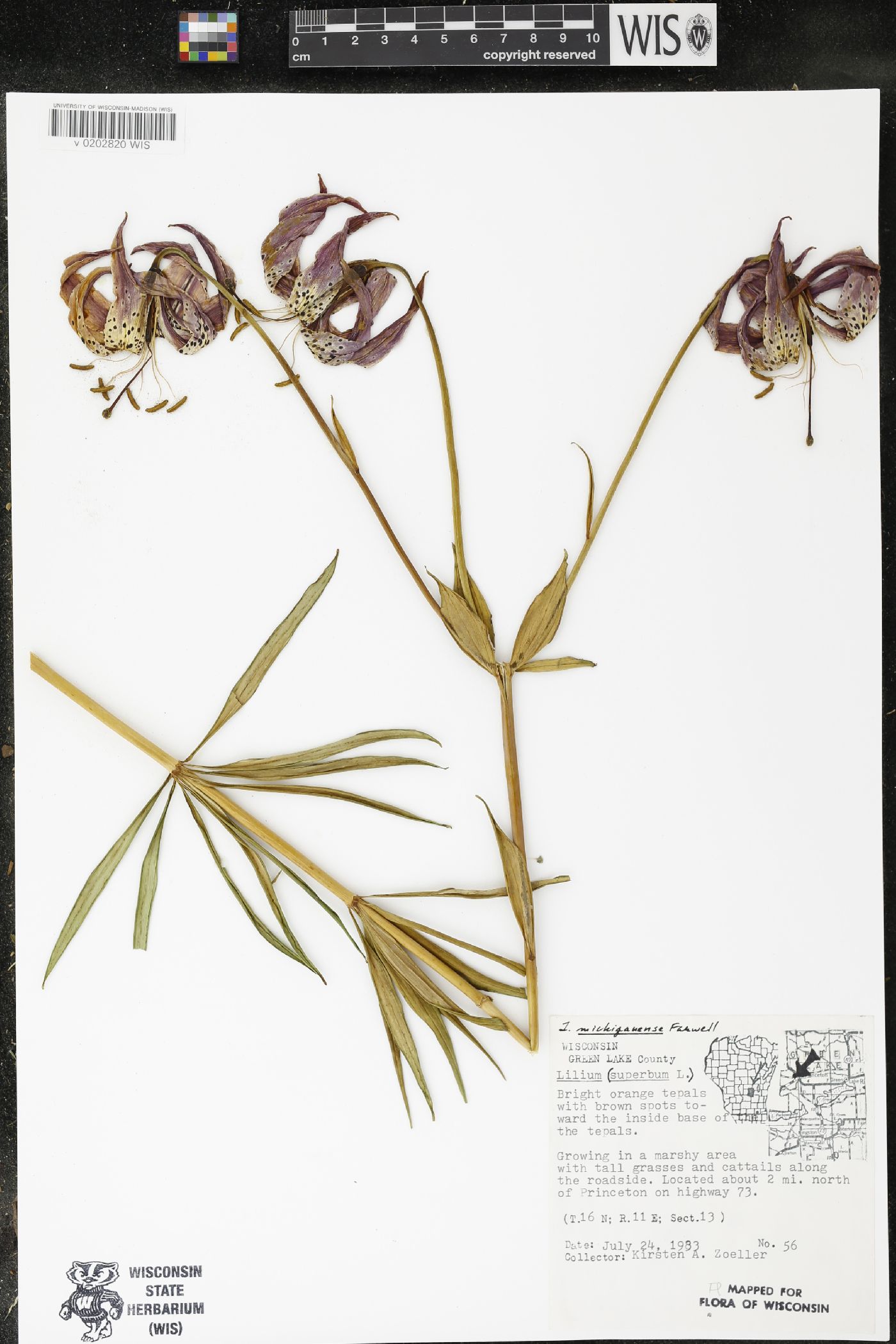 Lilium michiganense image