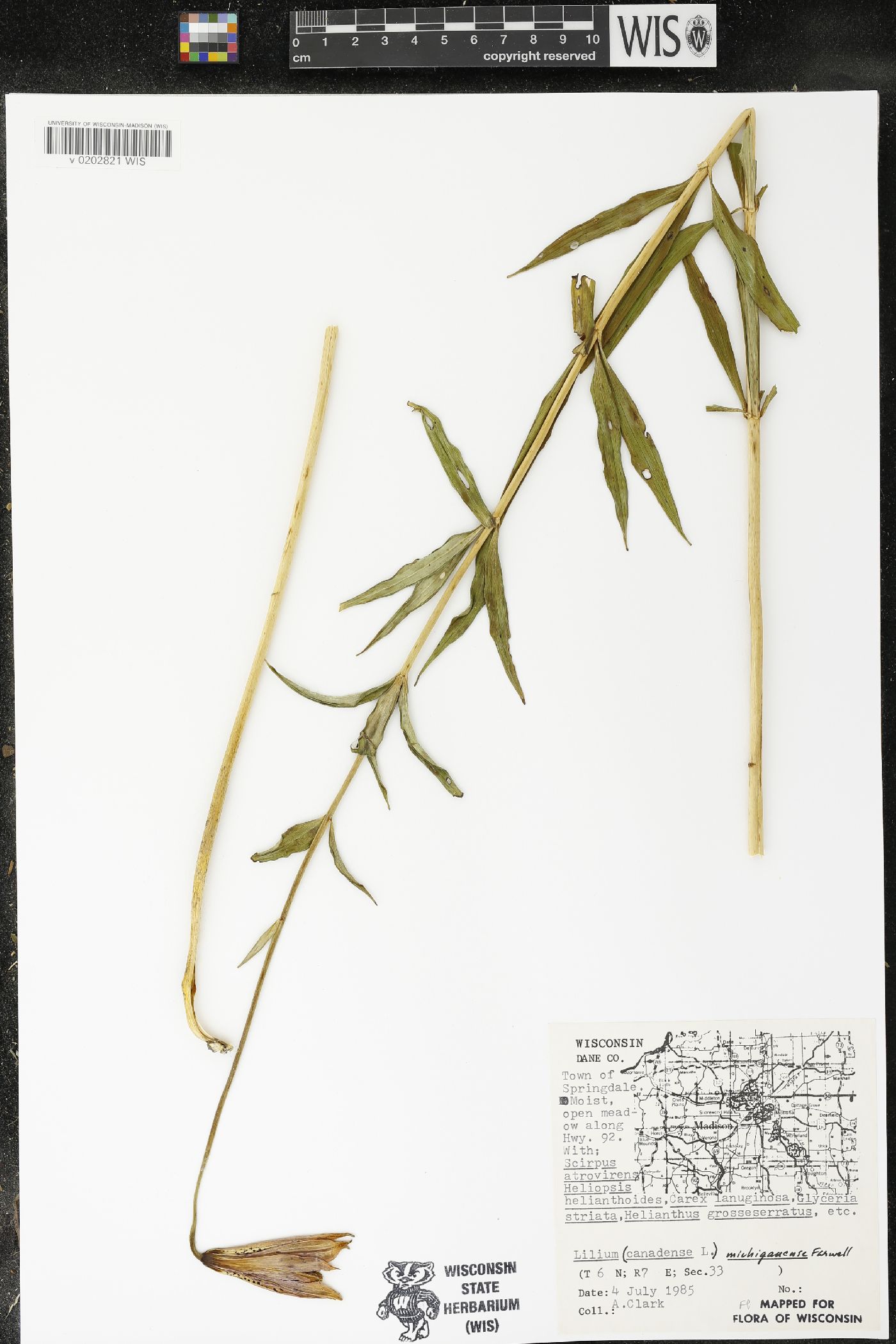 Lilium michiganense image