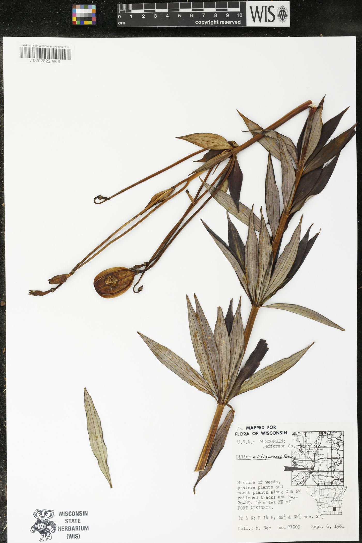 Lilium michiganense image