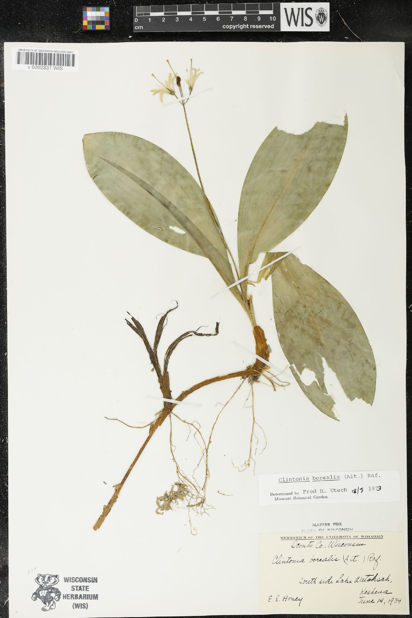 Clintonia borealis image
