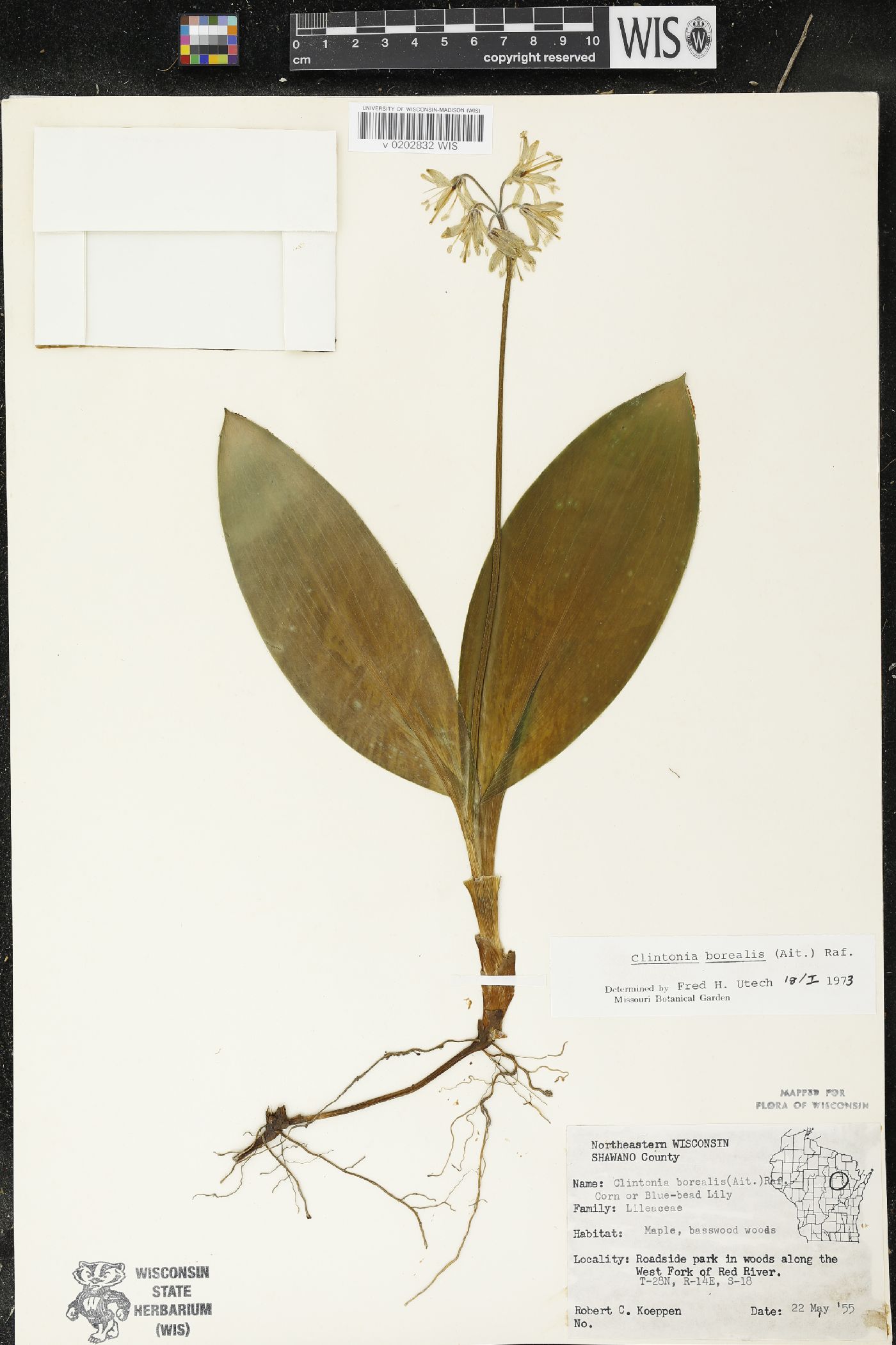 Clintonia borealis image