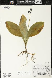 Clintonia borealis image