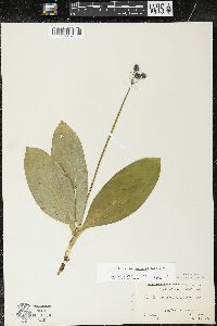 Clintonia borealis image
