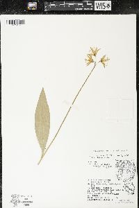 Clintonia borealis image