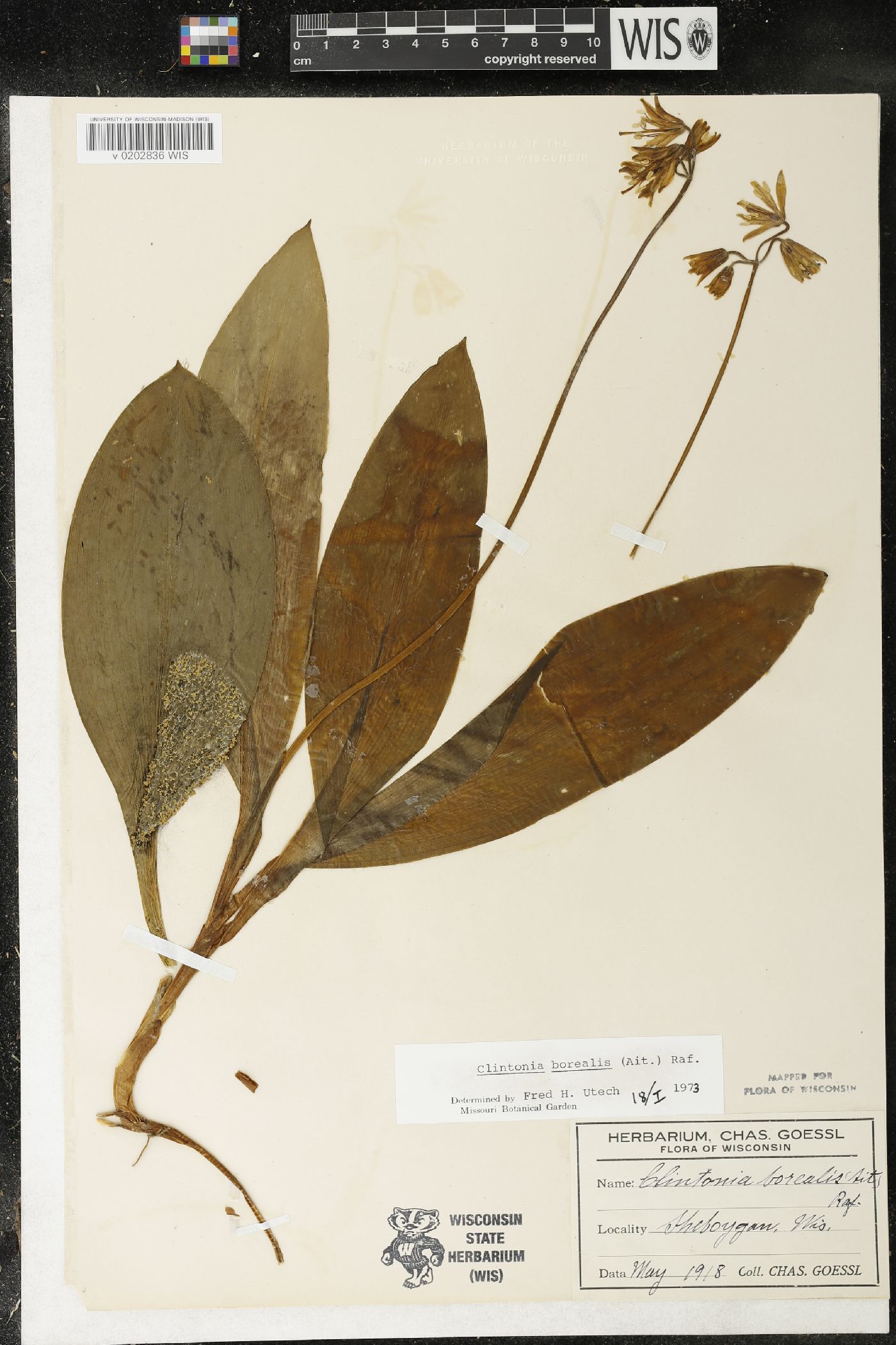Clintonia borealis image