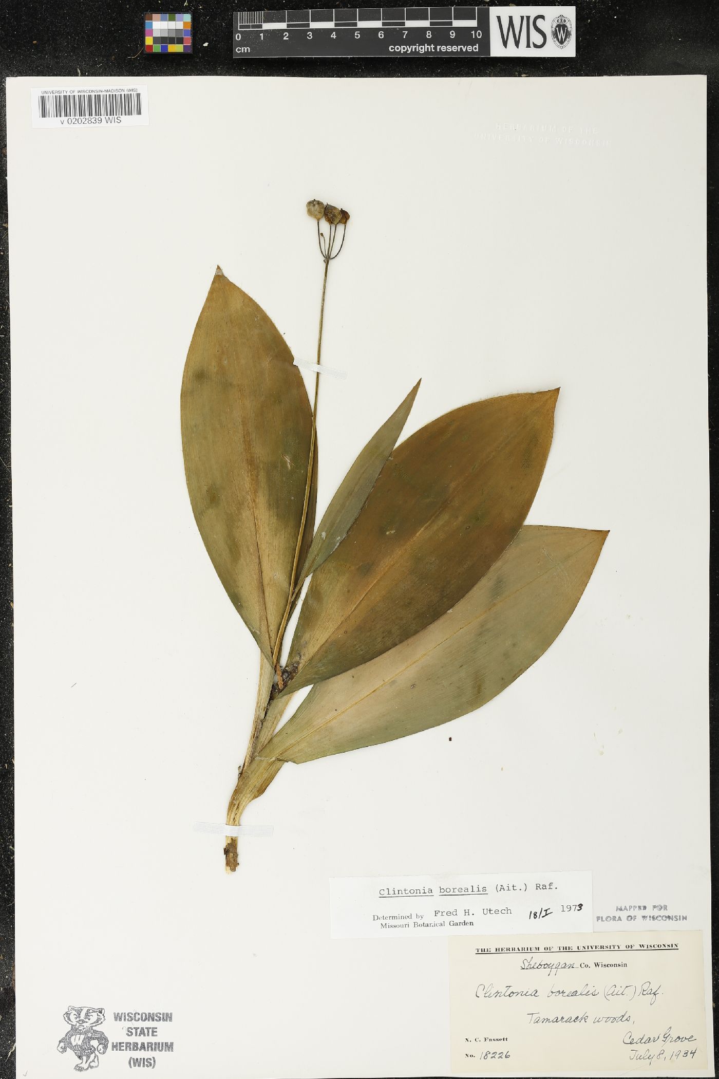 Clintonia borealis image