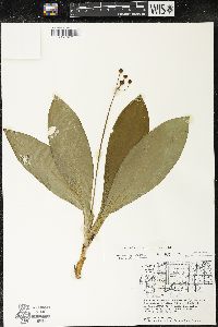 Clintonia borealis image